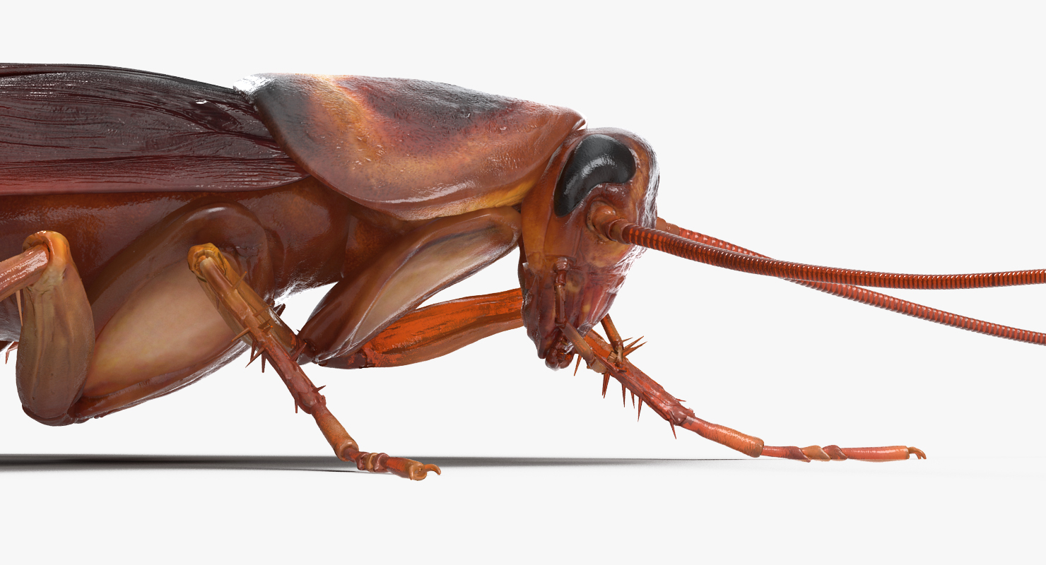 3D Cockroach Rigged