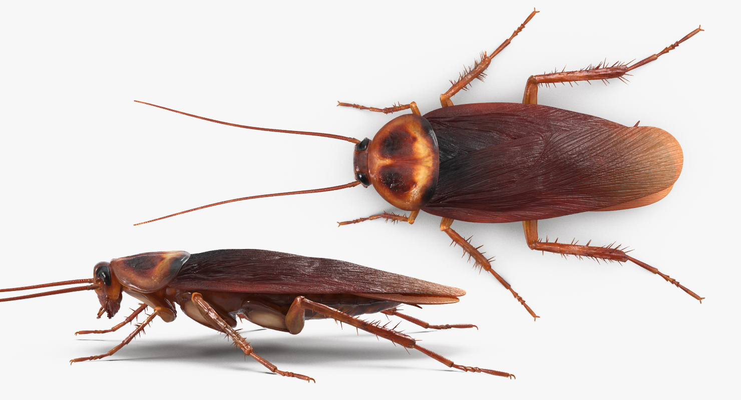 3D Cockroach Rigged