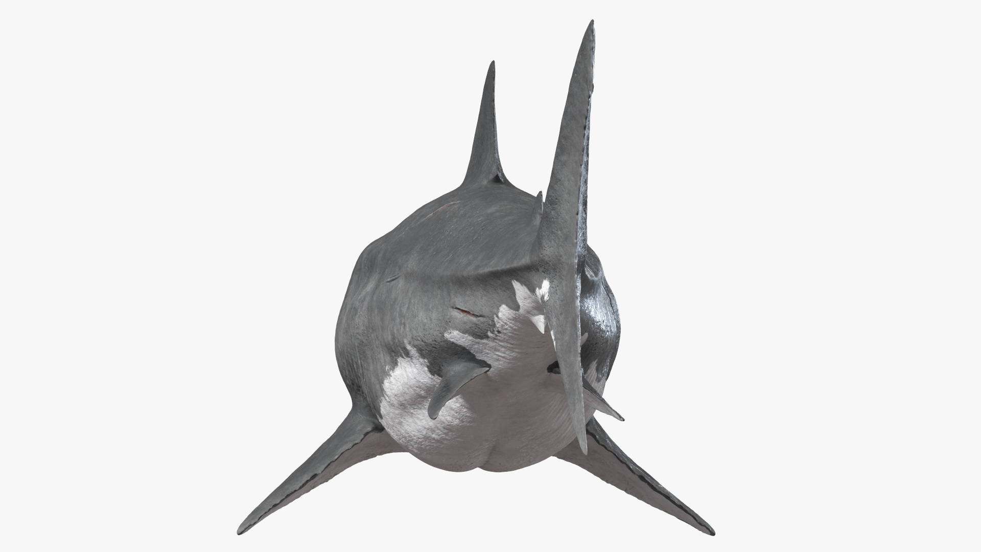 Ancient Megashark Rigged 3D model