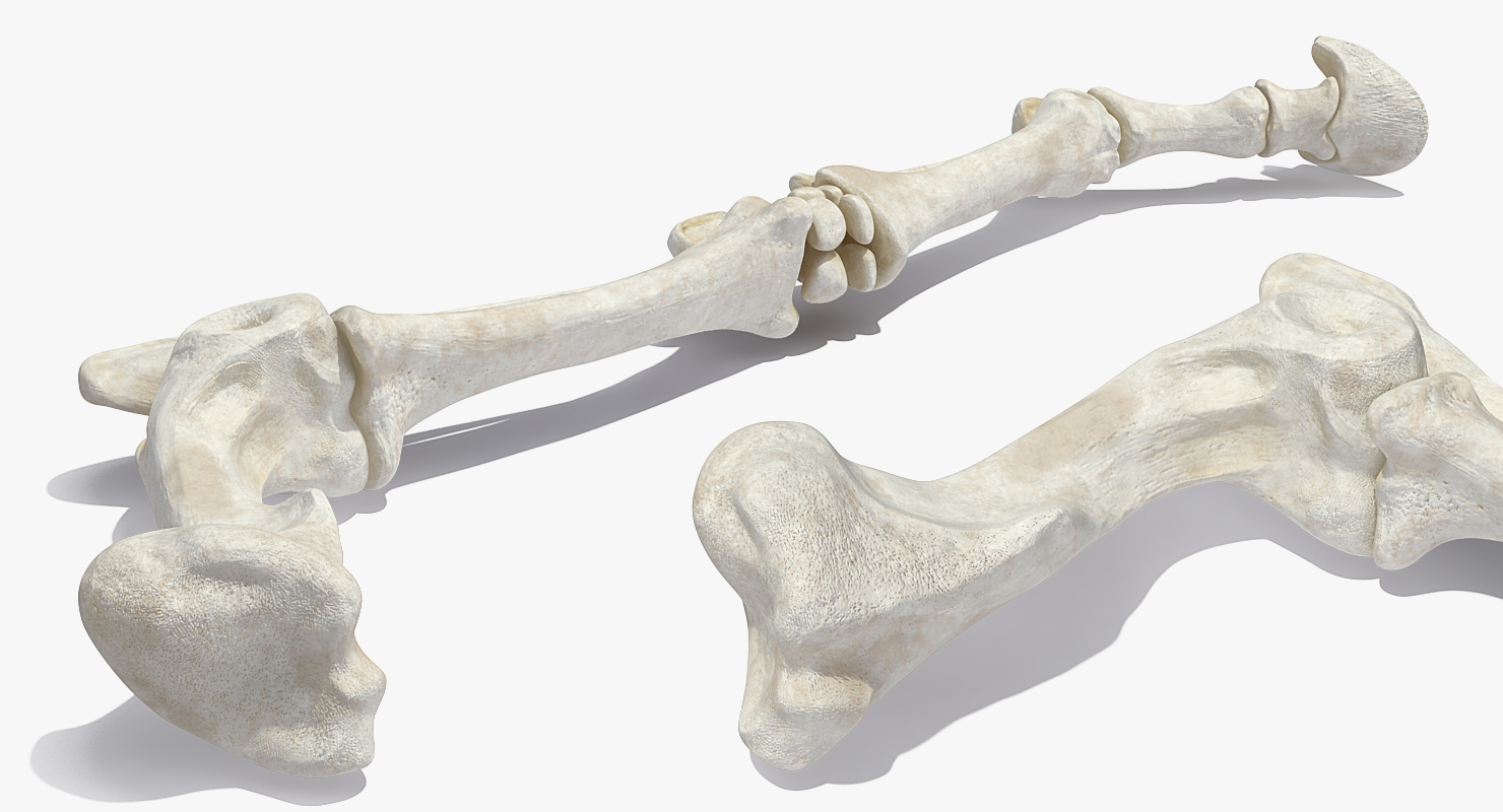 3D Equine Forleg model