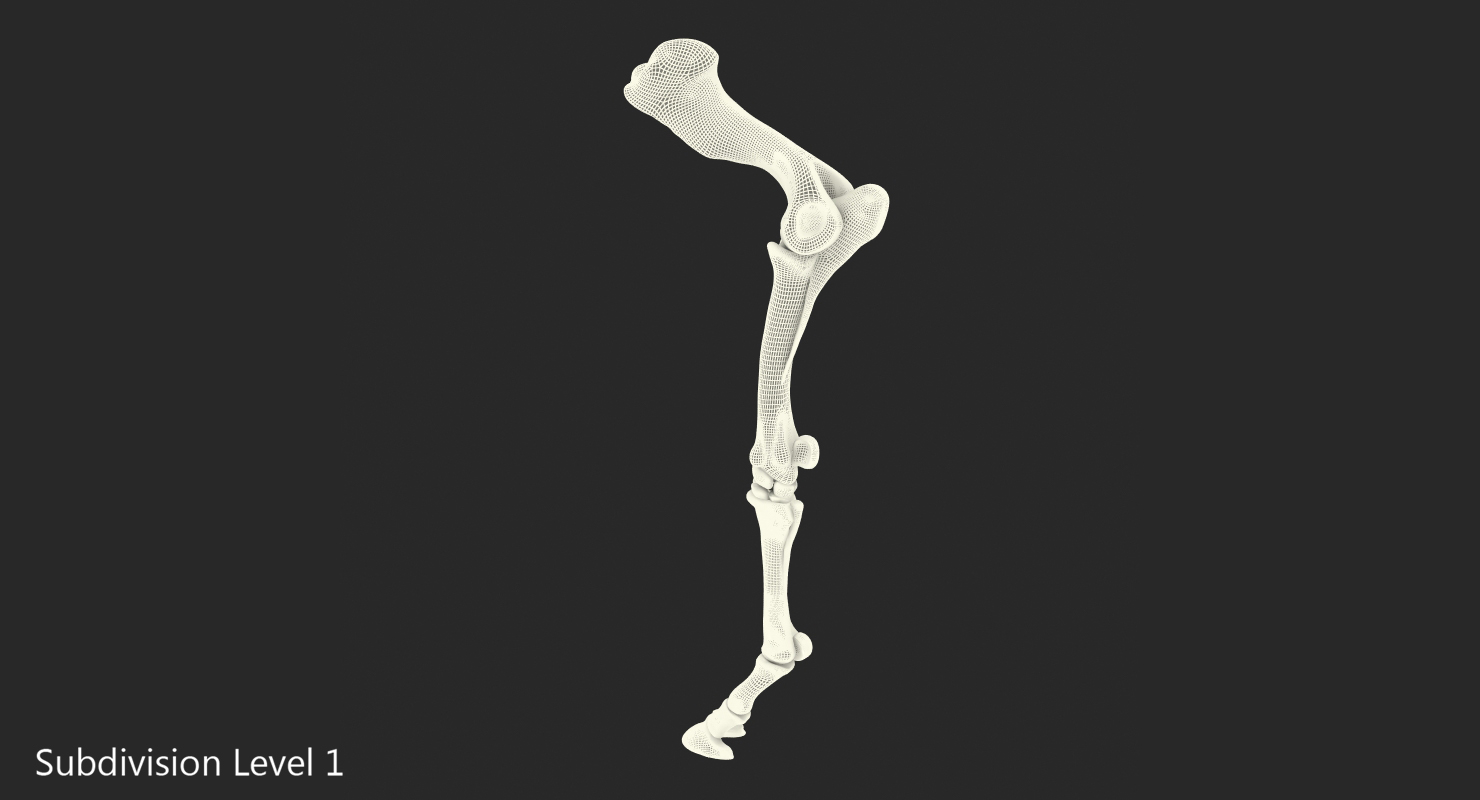 3D Equine Forleg model