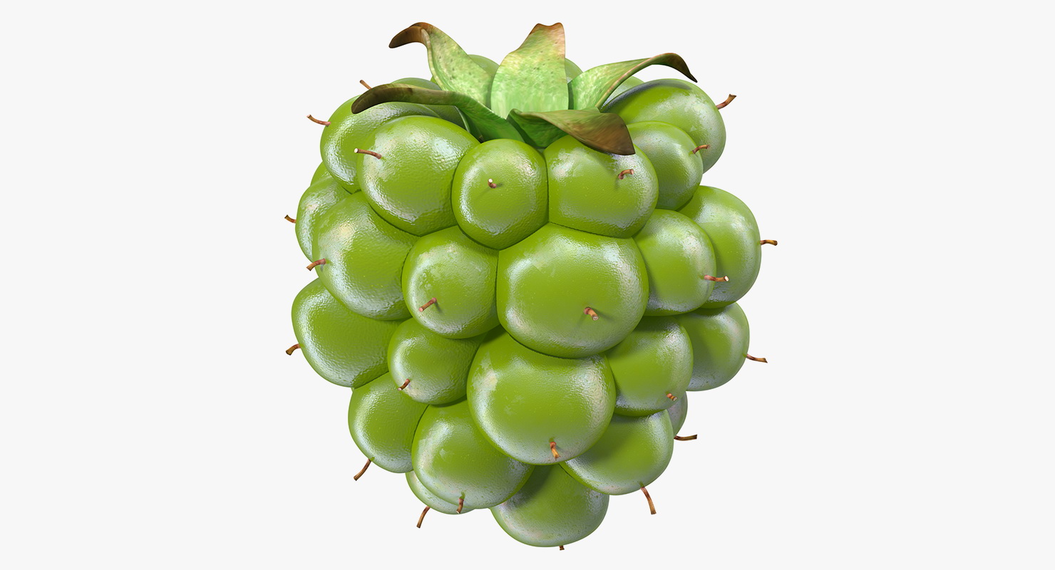 3D Unripe Green Blackberry model