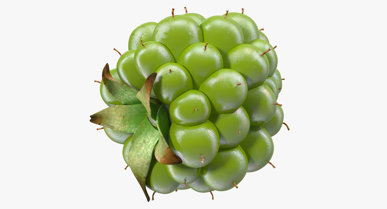 3D Unripe Green Blackberry model