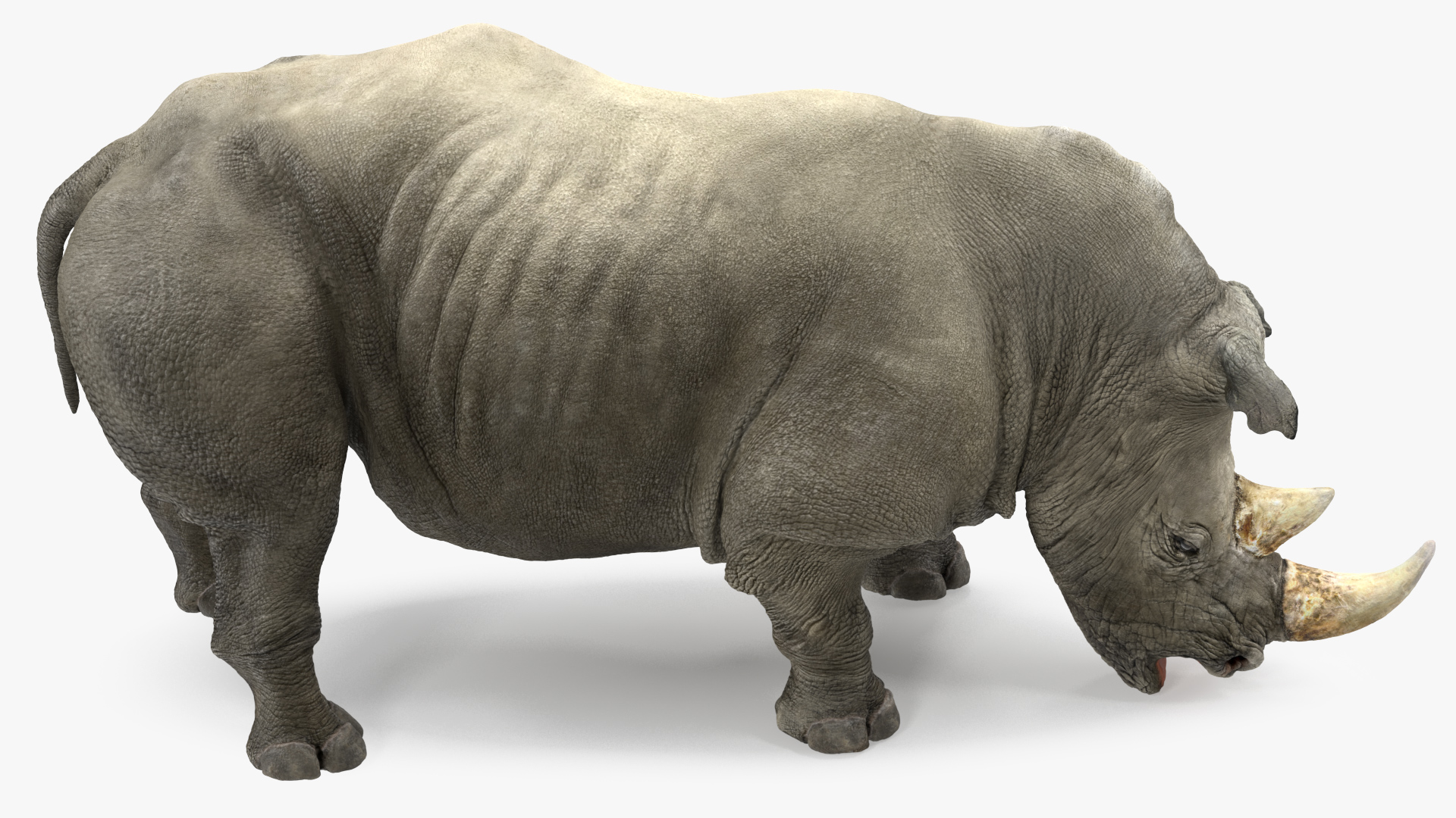 3D model Adult Rhino Drinking Pose