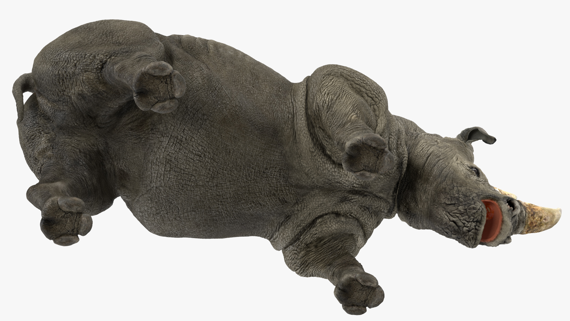 3D model Adult Rhino Drinking Pose