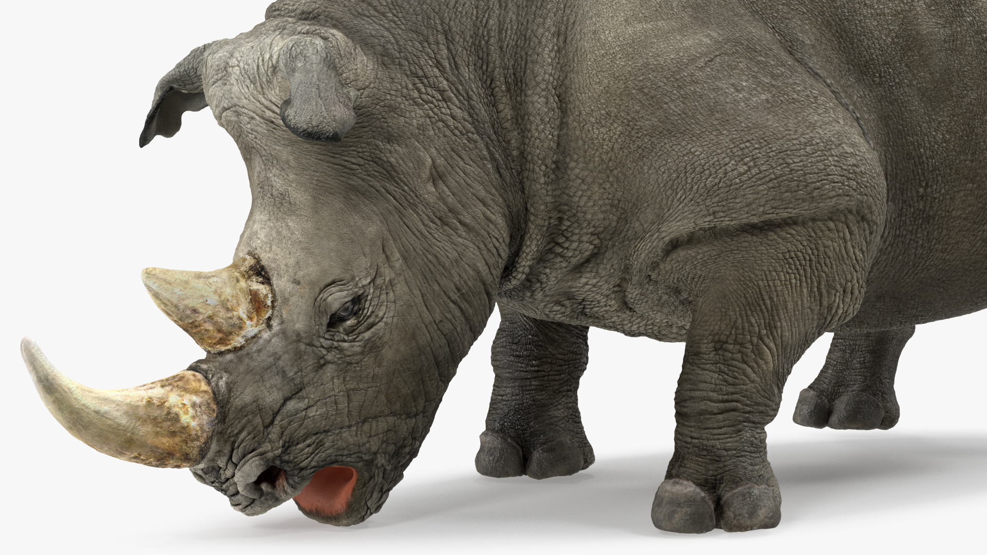 3D model Adult Rhino Drinking Pose