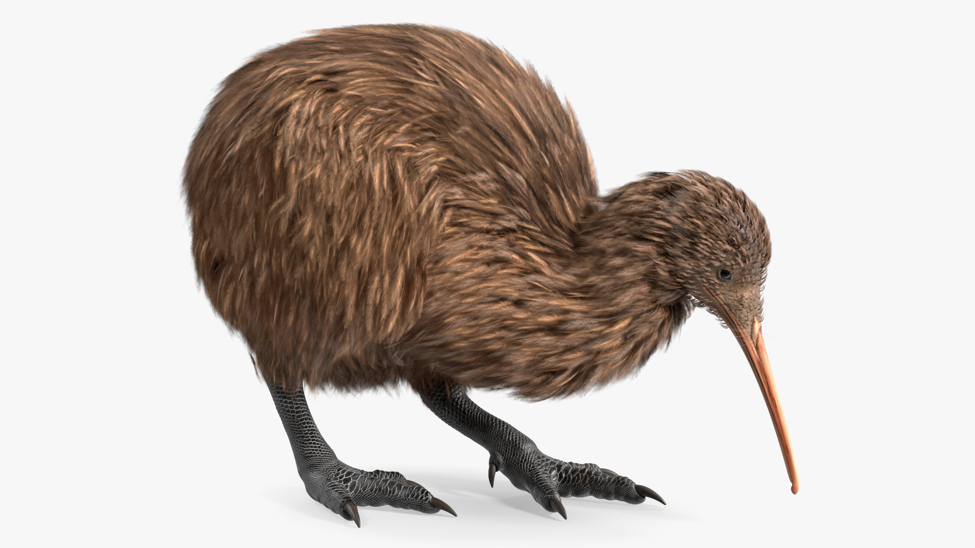 3D model Kiwi Bird Rigged for Cinema 4D