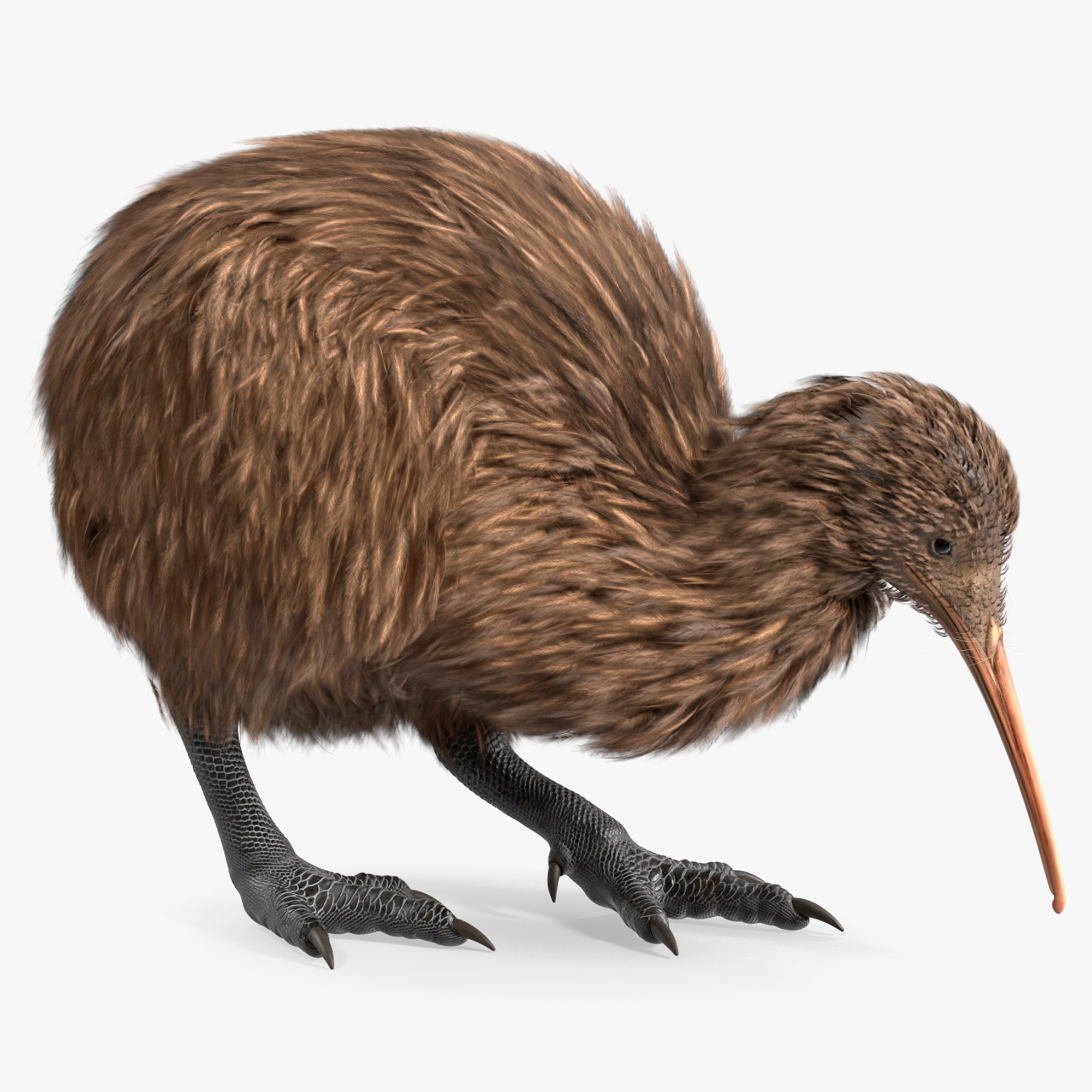 3D model Kiwi Bird Rigged for Cinema 4D