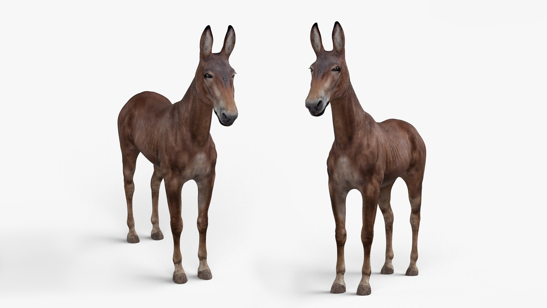 Mule Dark 3D model