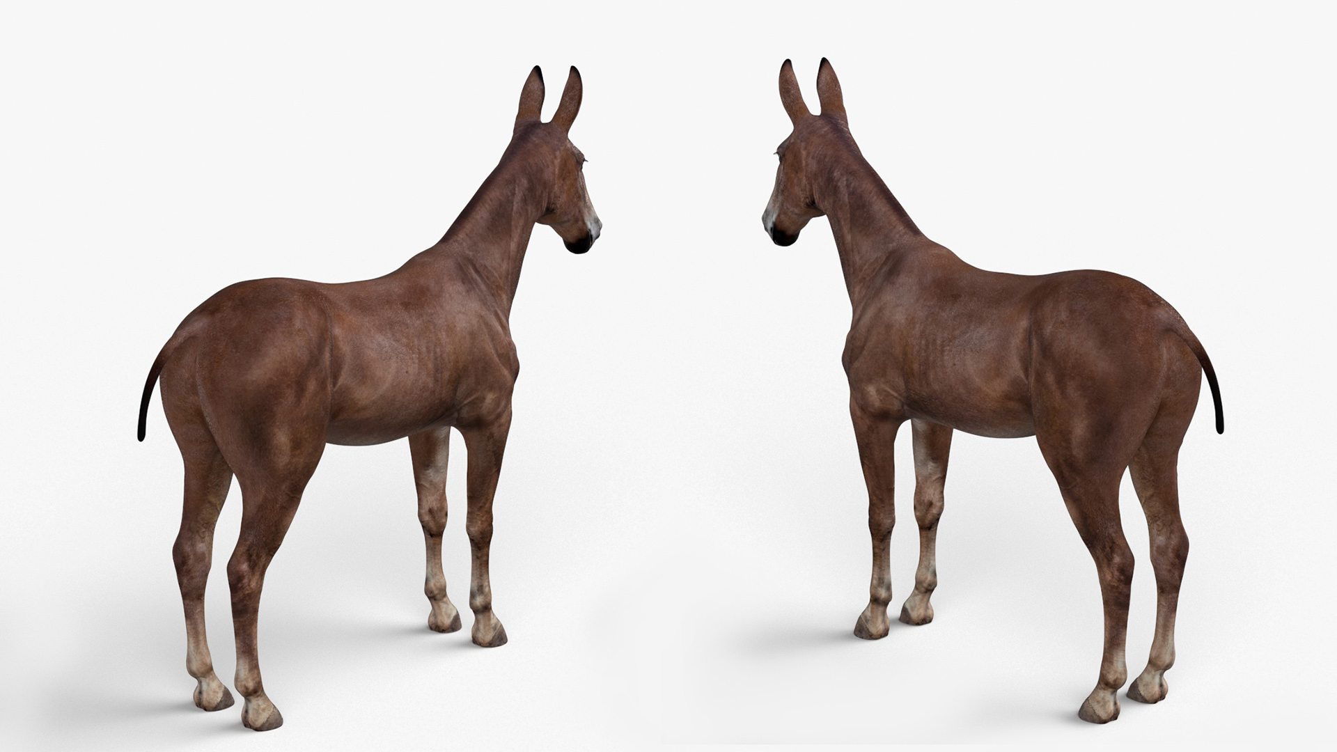 Mule Dark 3D model