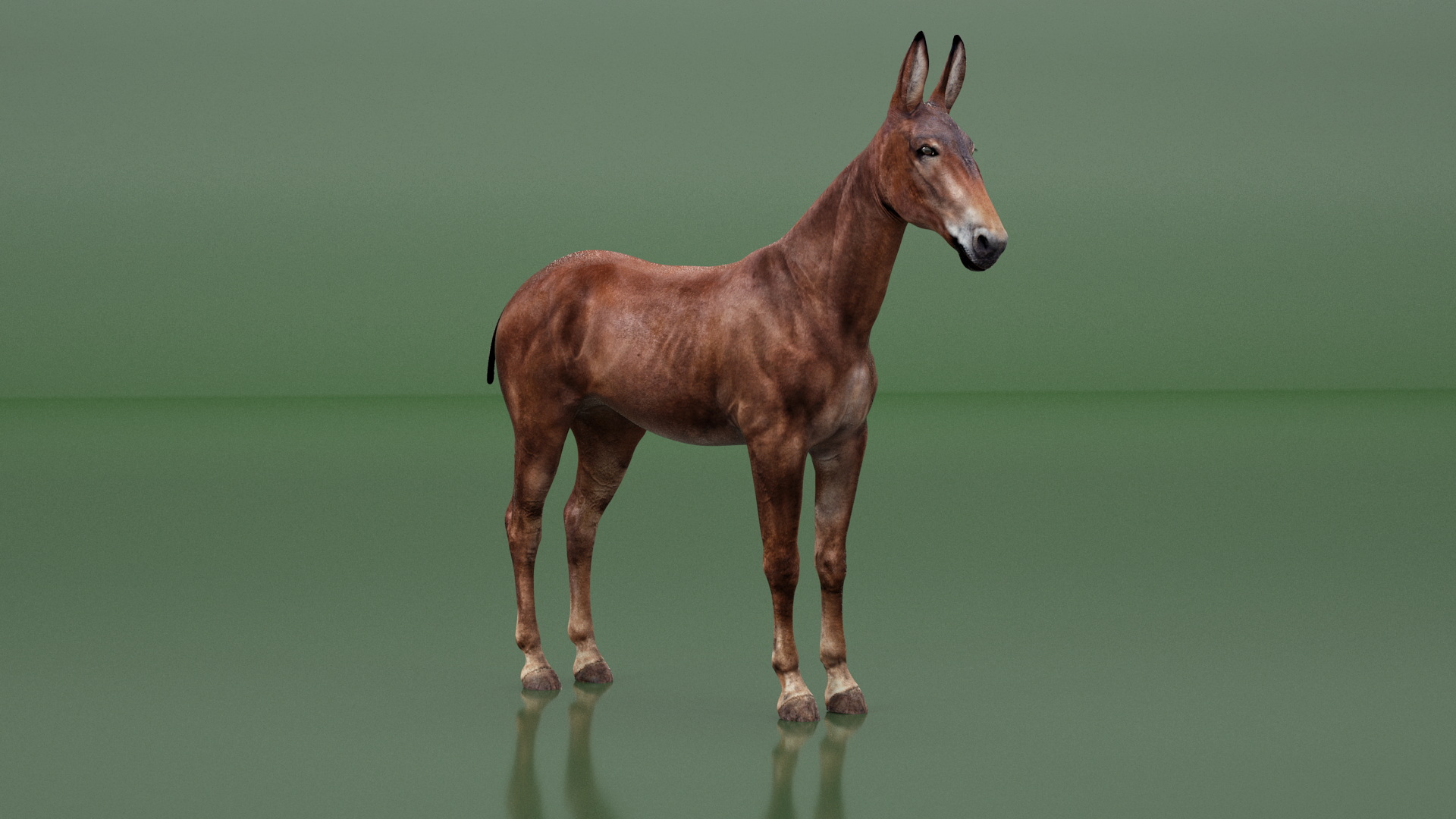 Mule Dark 3D model