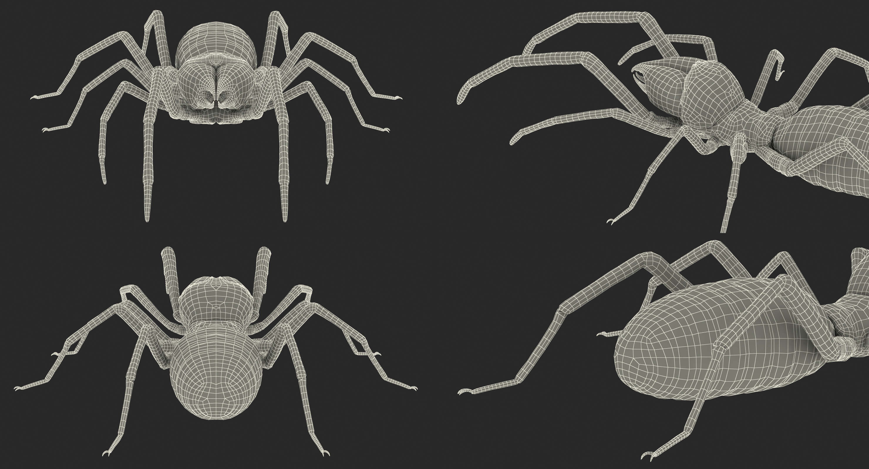 Camel Spider Rigged 3D model