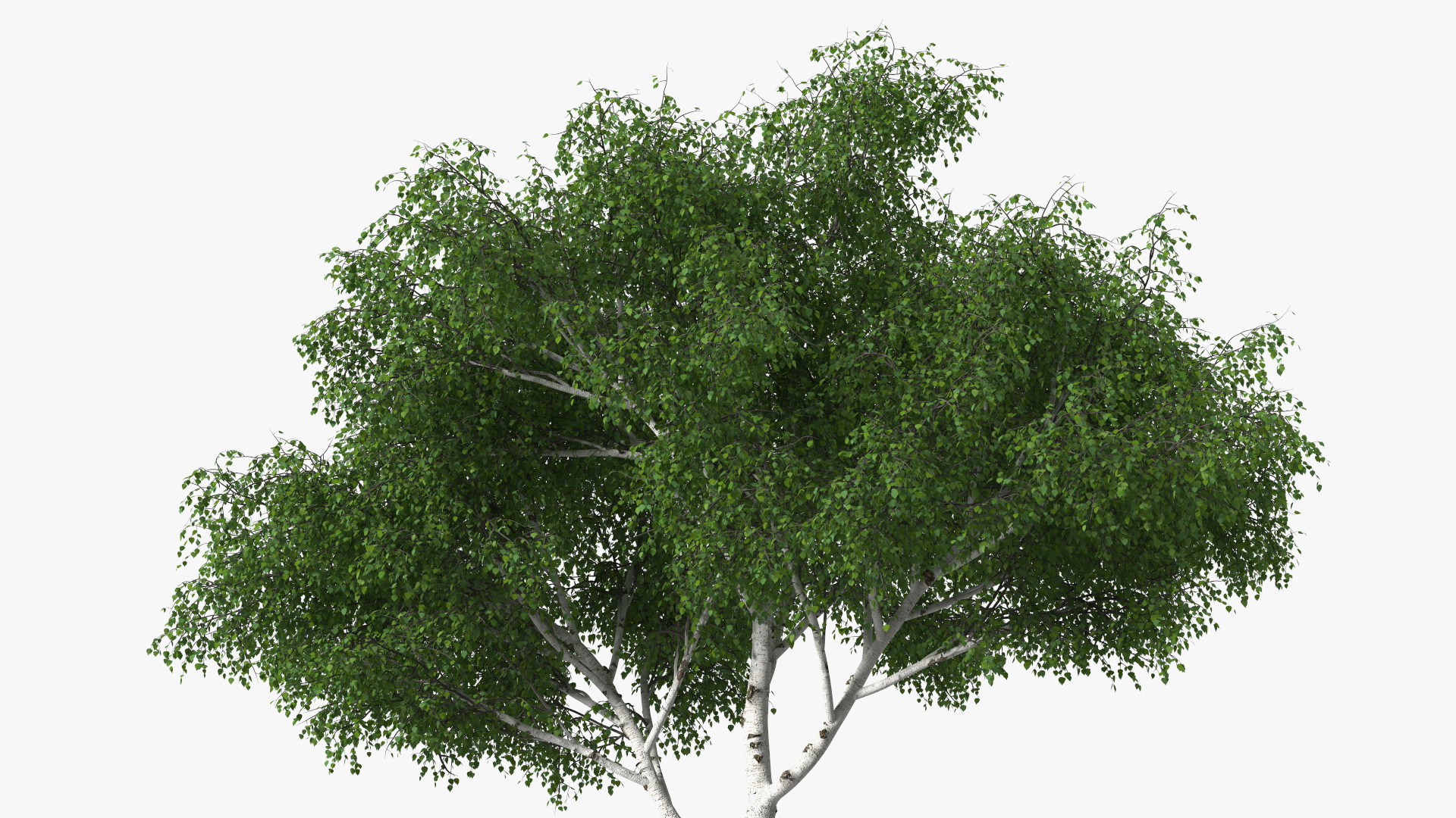 3D Birch Tree Green