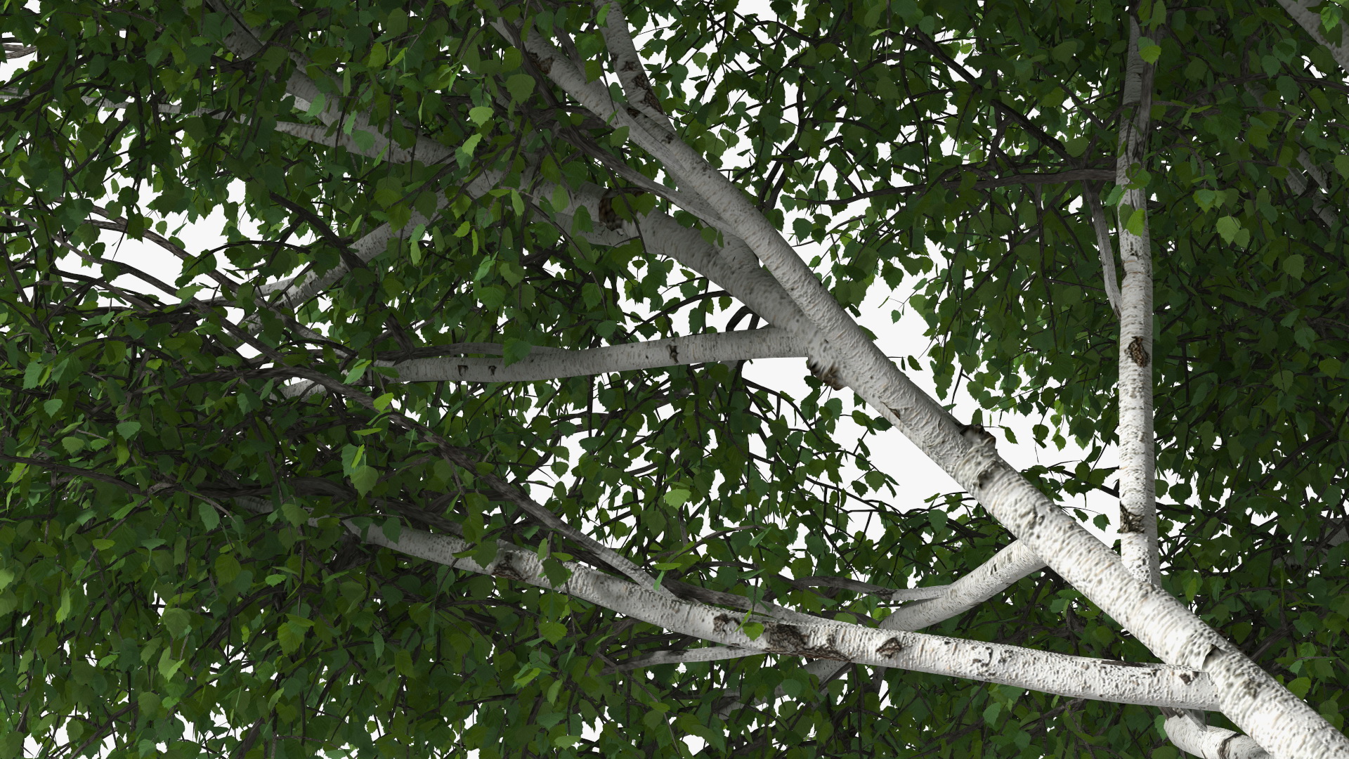 3D Birch Tree Green