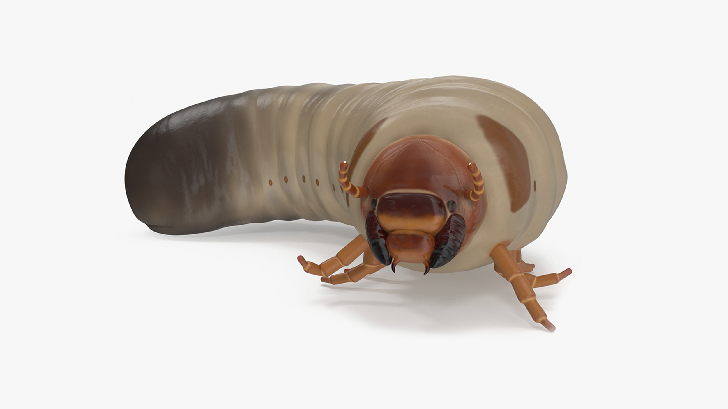 3D model Maggot May Bug Rigged for Maya