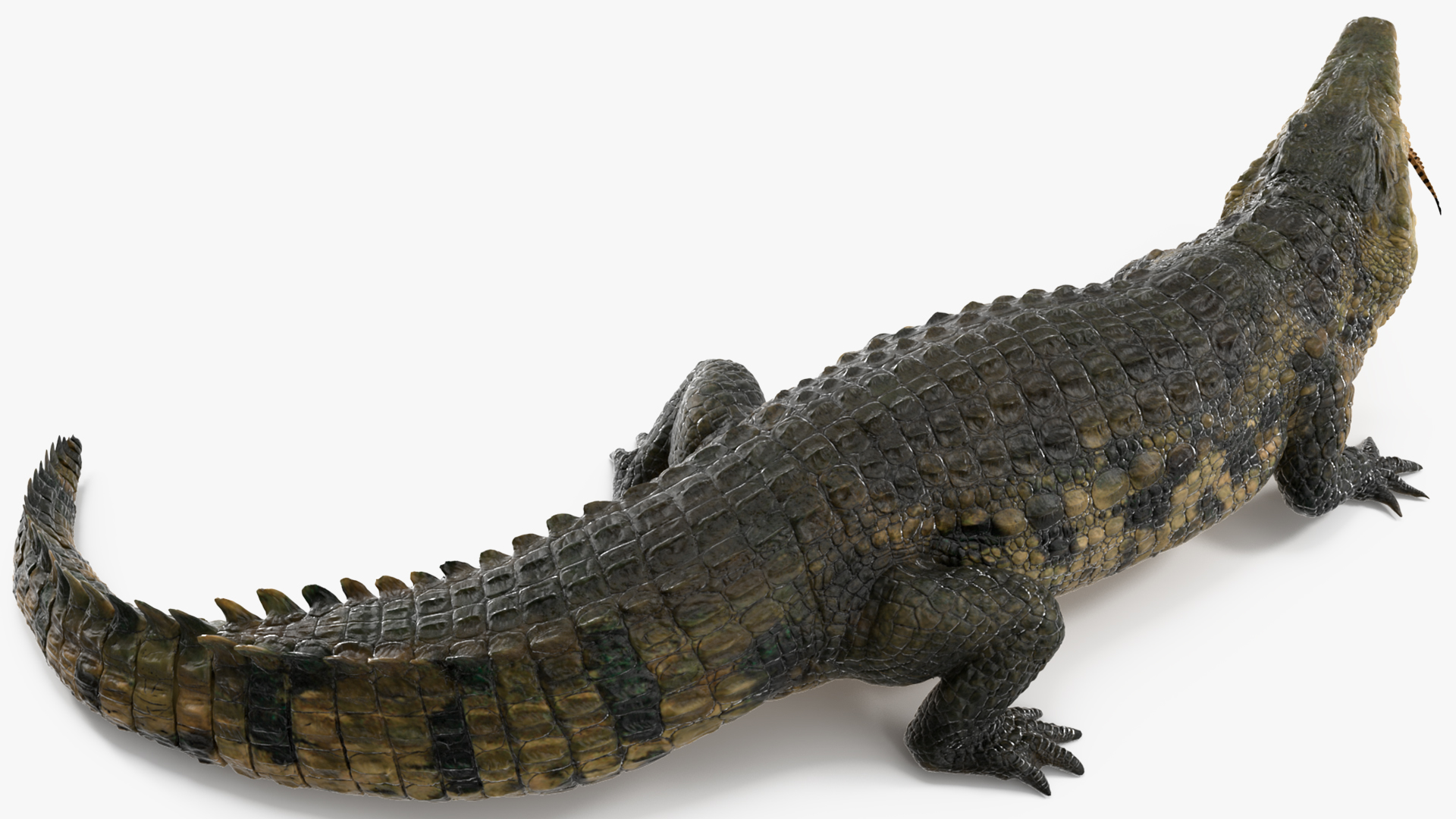 3D model Mother Crocodile Carrying Baby