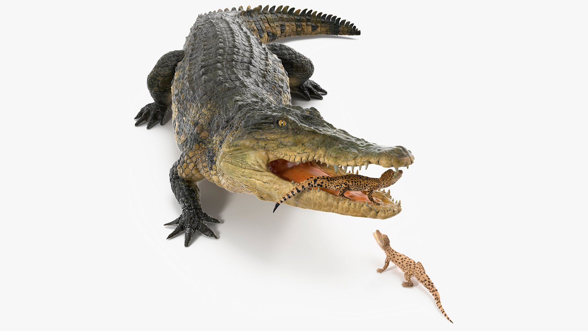 3D model Mother Crocodile Carrying Baby