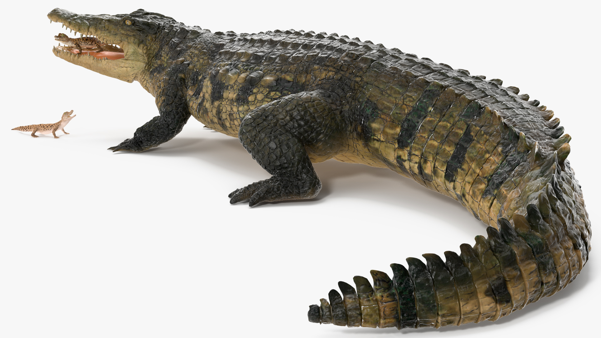 3D model Mother Crocodile Carrying Baby