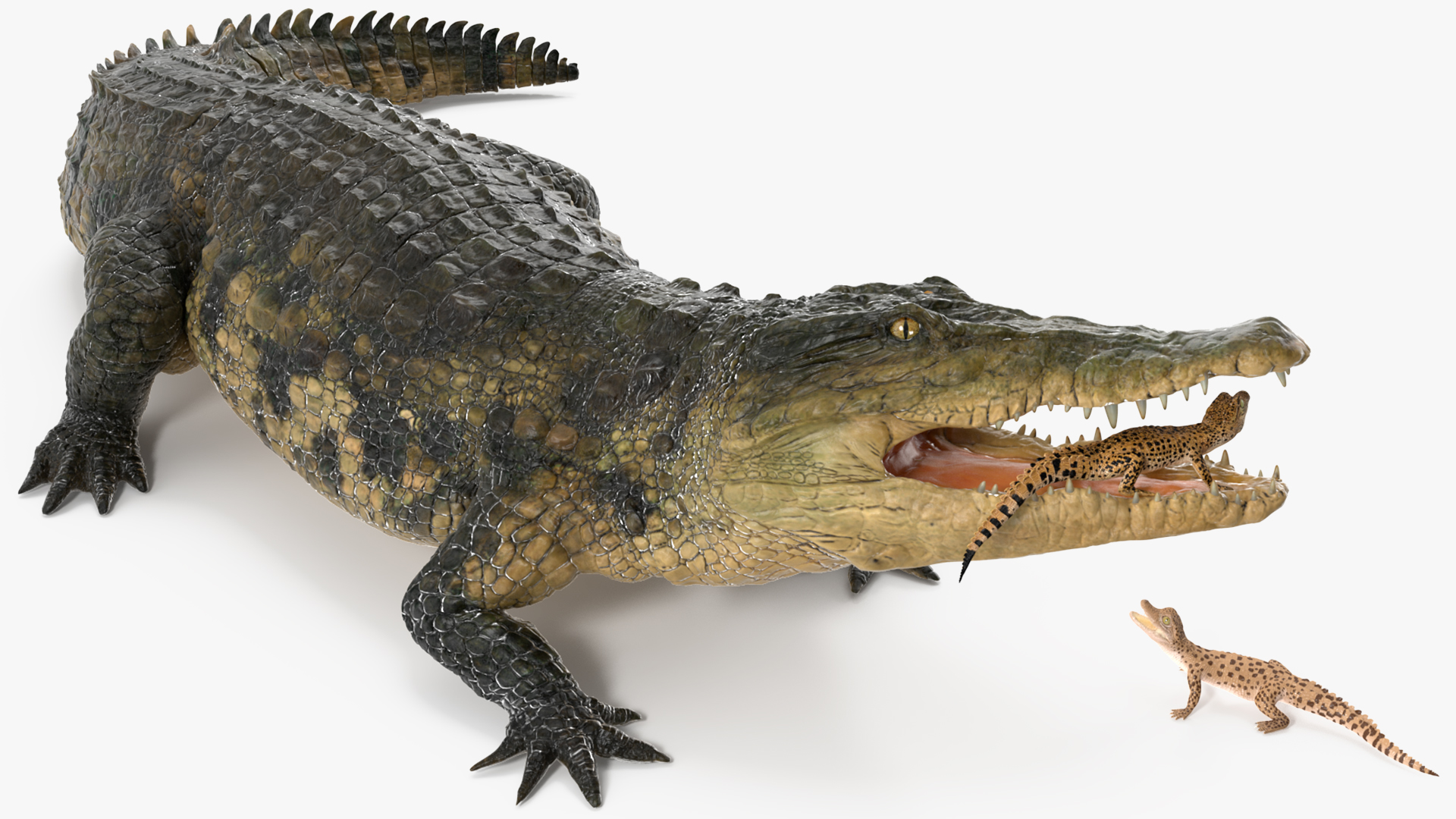 3D model Mother Crocodile Carrying Baby