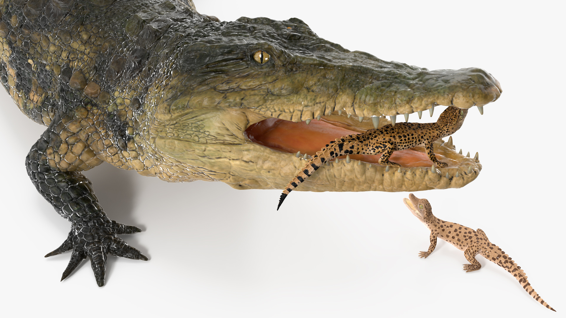 3D model Mother Crocodile Carrying Baby