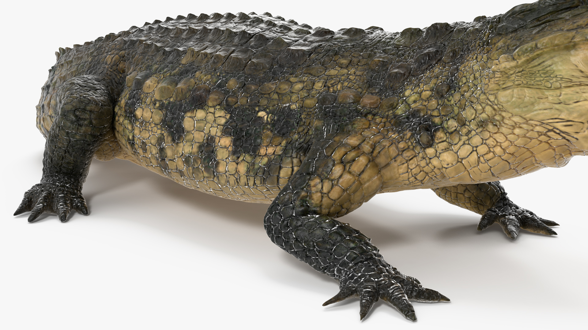 3D model Mother Crocodile Carrying Baby