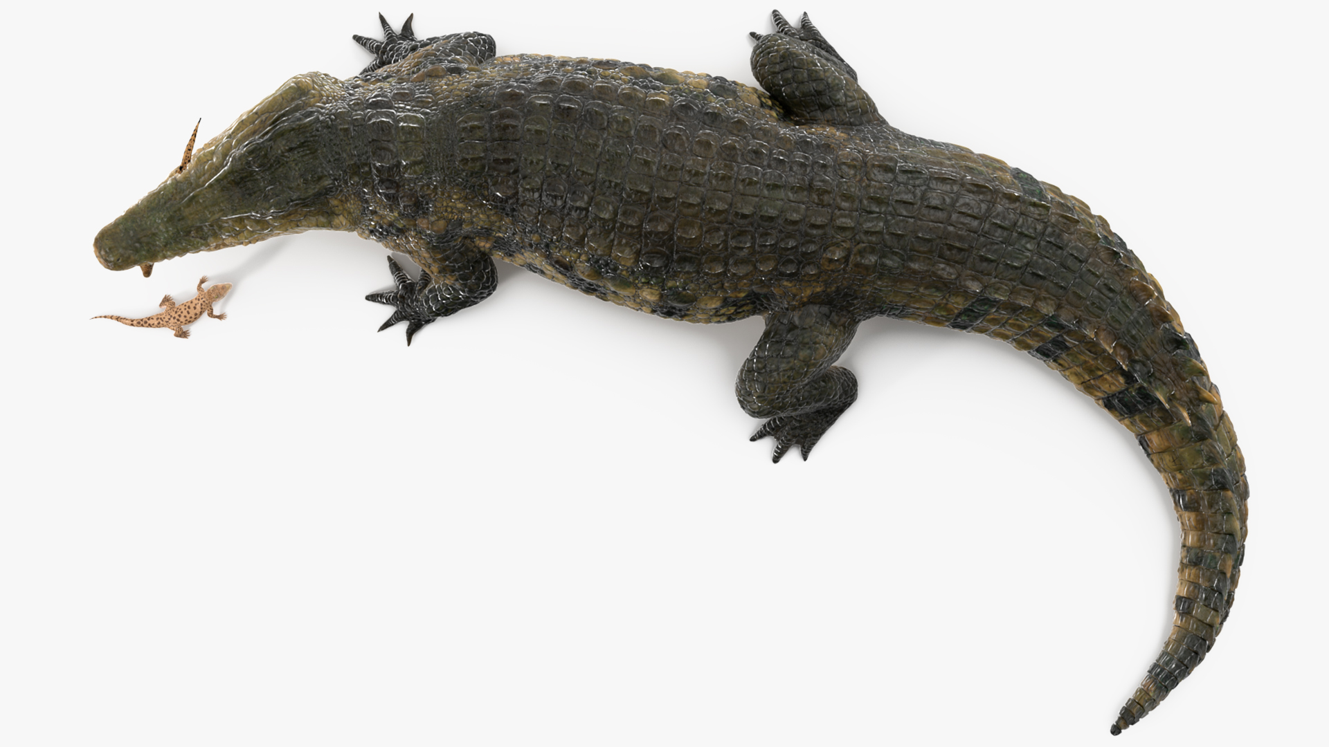 3D model Mother Crocodile Carrying Baby