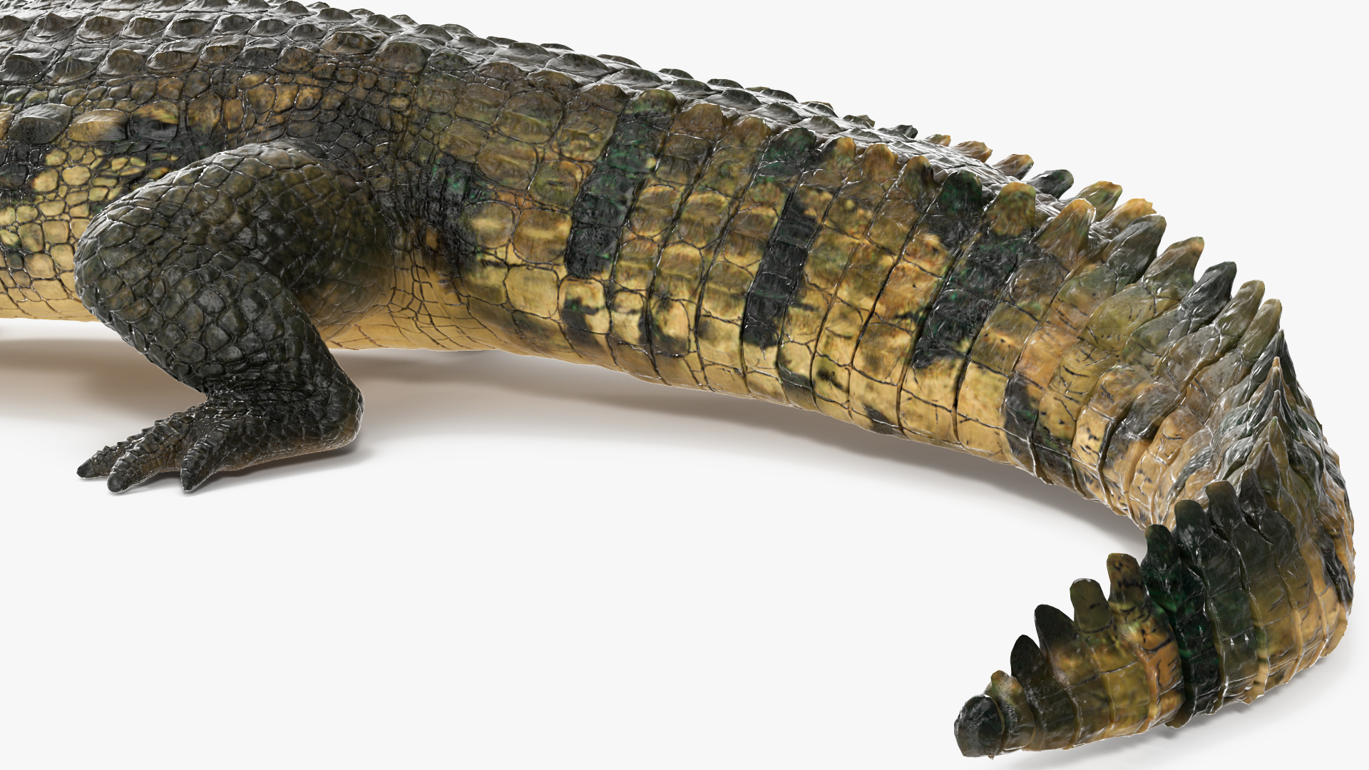 3D model Mother Crocodile Carrying Baby