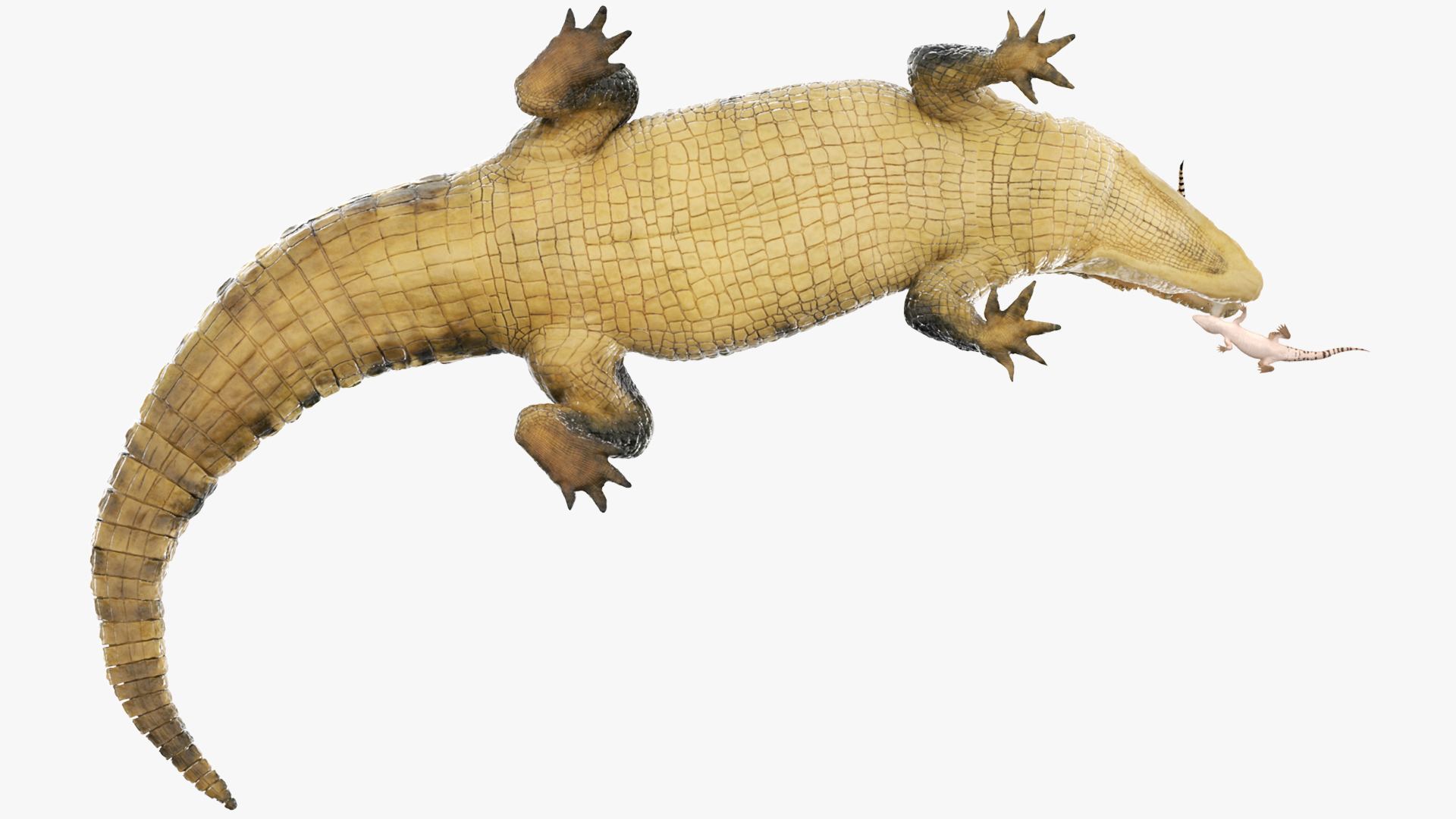 3D model Mother Crocodile Carrying Baby