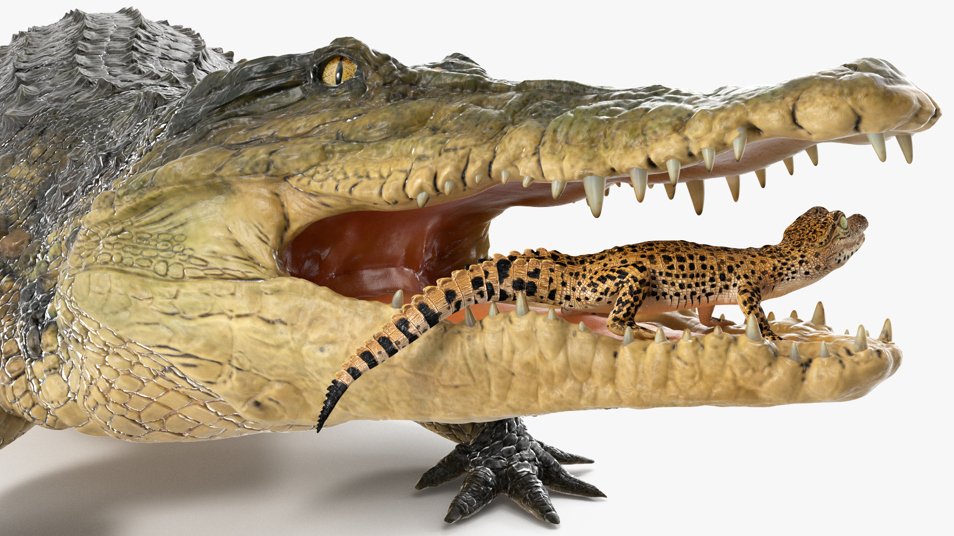 3D model Mother Crocodile Carrying Baby