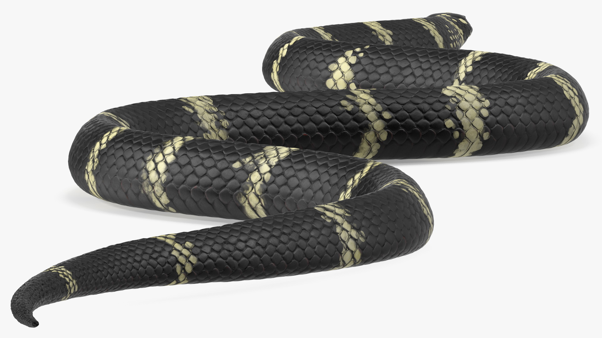 Eastern Kingsnake 3D