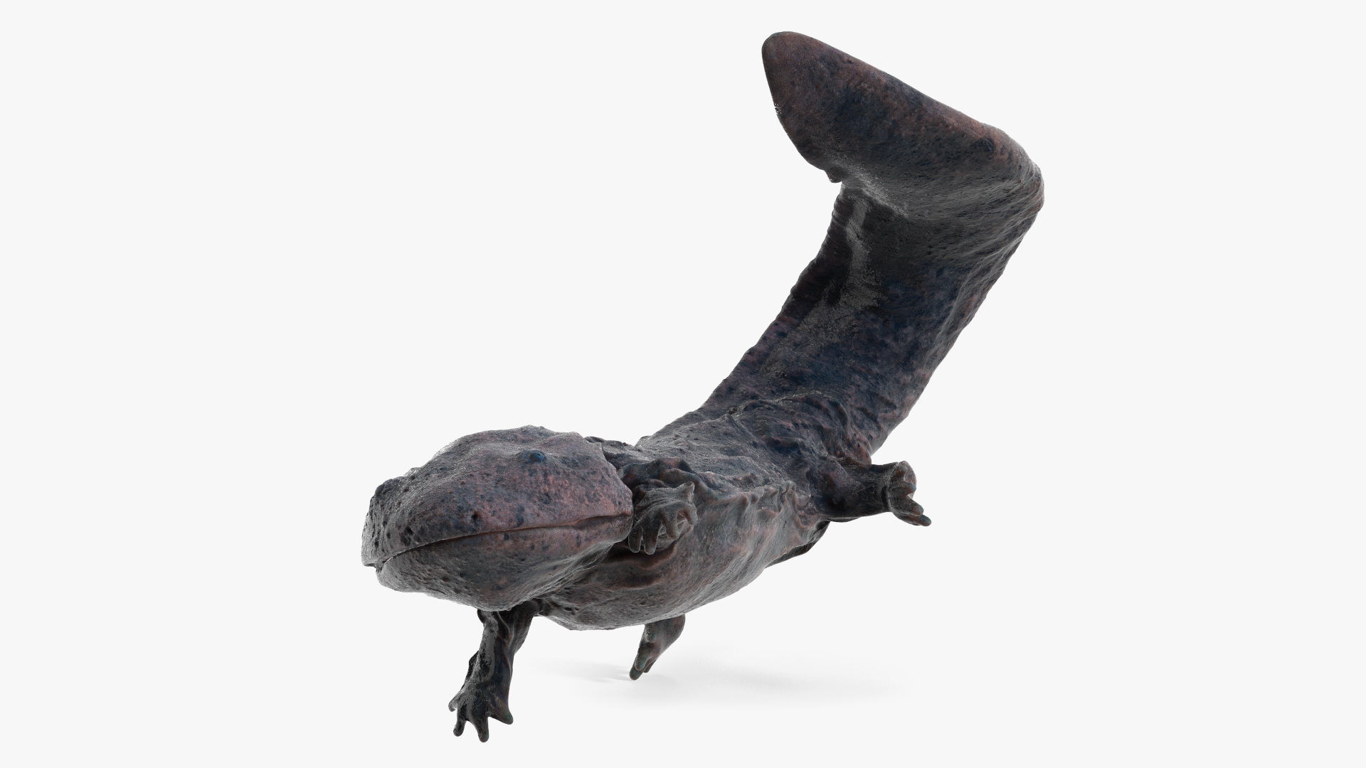 Giant Salamander Dark Wet Swimming 3D model