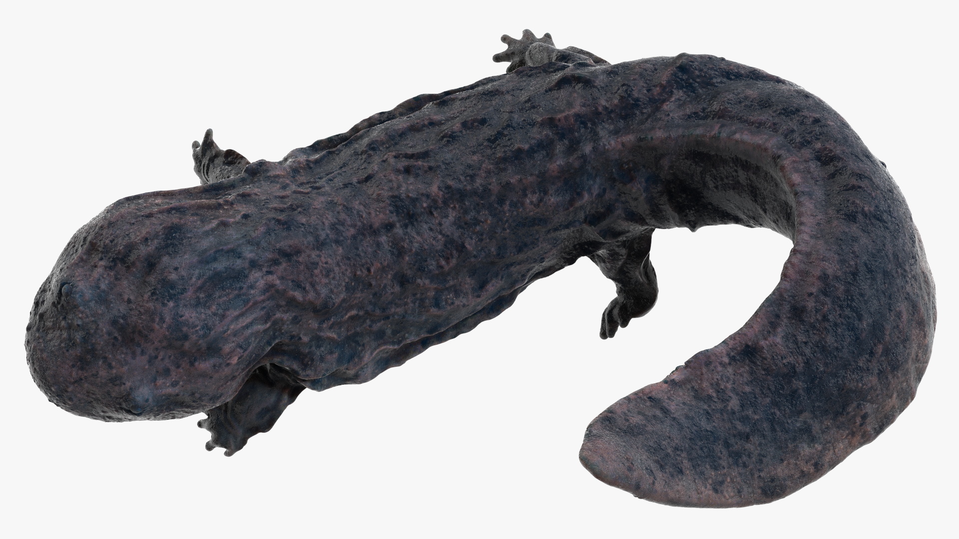 Giant Salamander Dark Wet Swimming 3D model