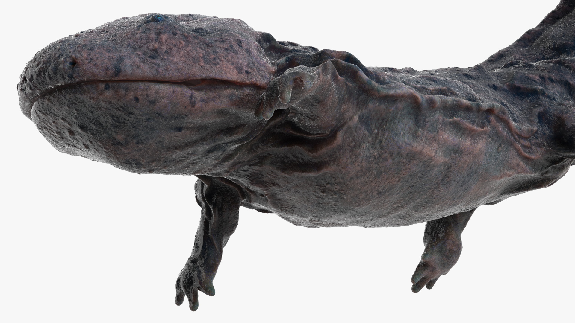 Giant Salamander Dark Wet Swimming 3D model