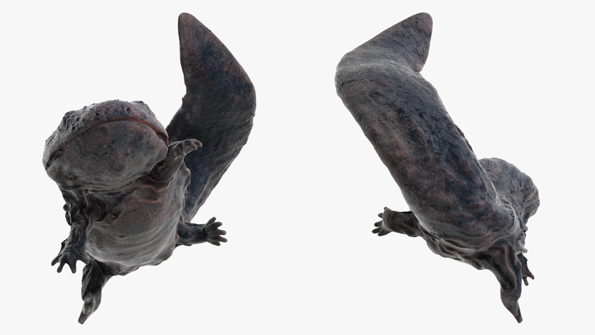 Giant Salamander Dark Wet Swimming 3D model