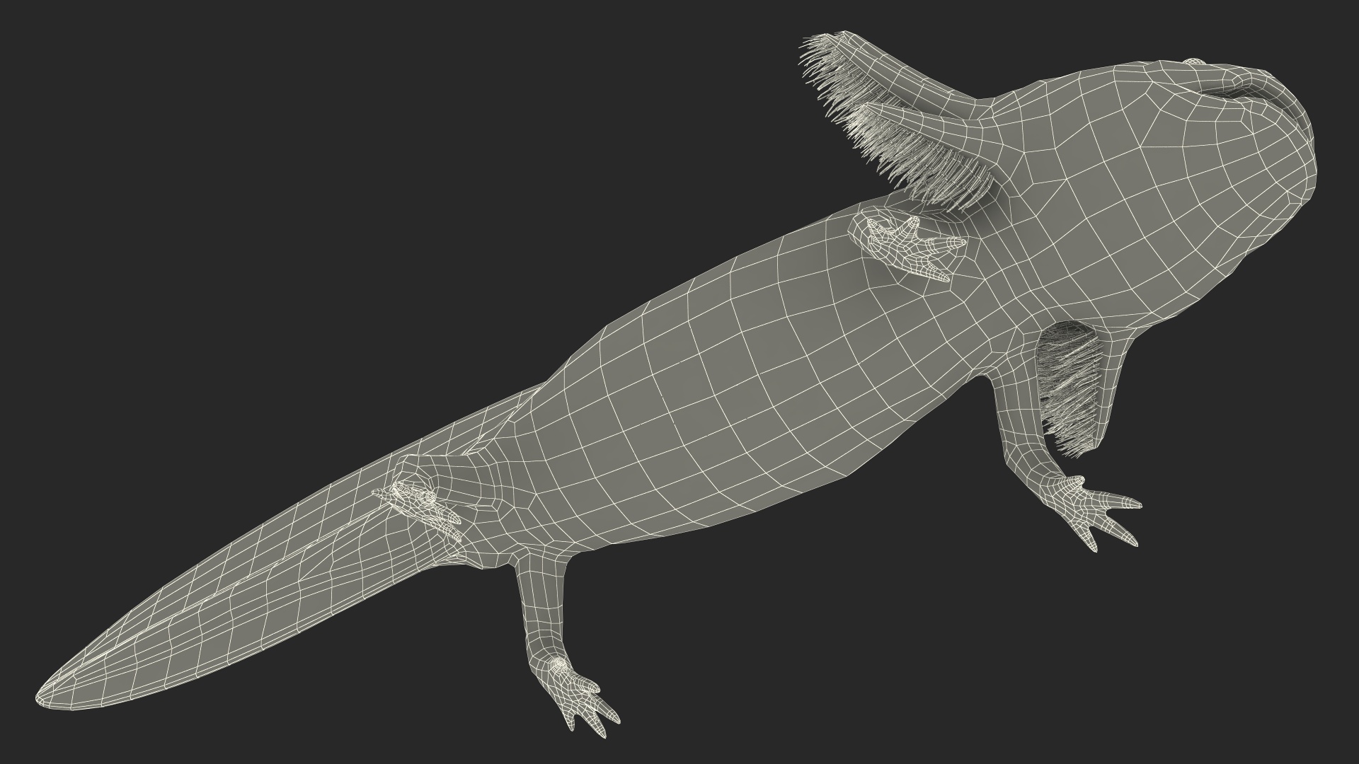 Mexican Brown Axolotl Rigged for Cinema 4D 3D