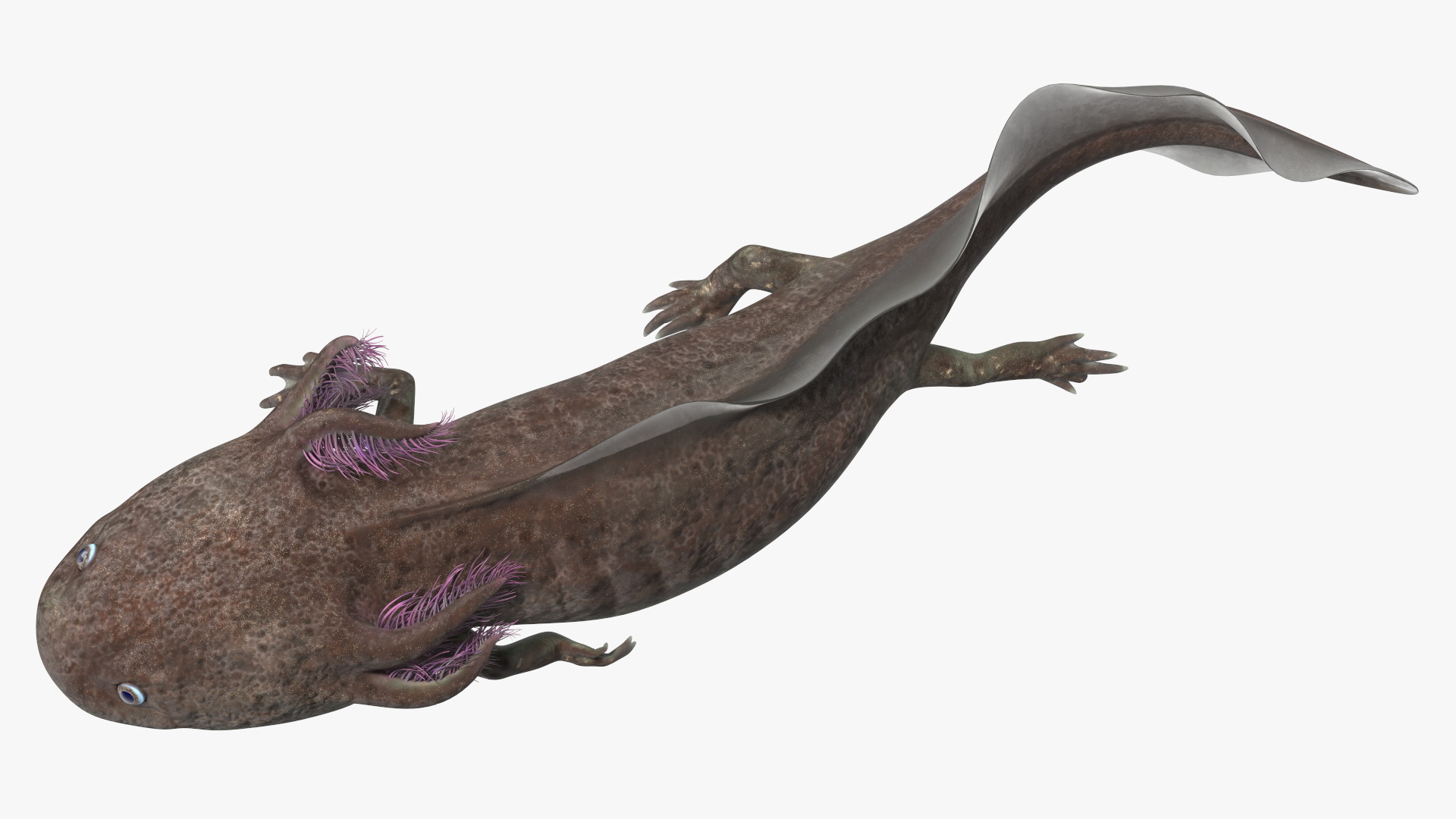 Mexican Brown Axolotl Rigged for Cinema 4D 3D