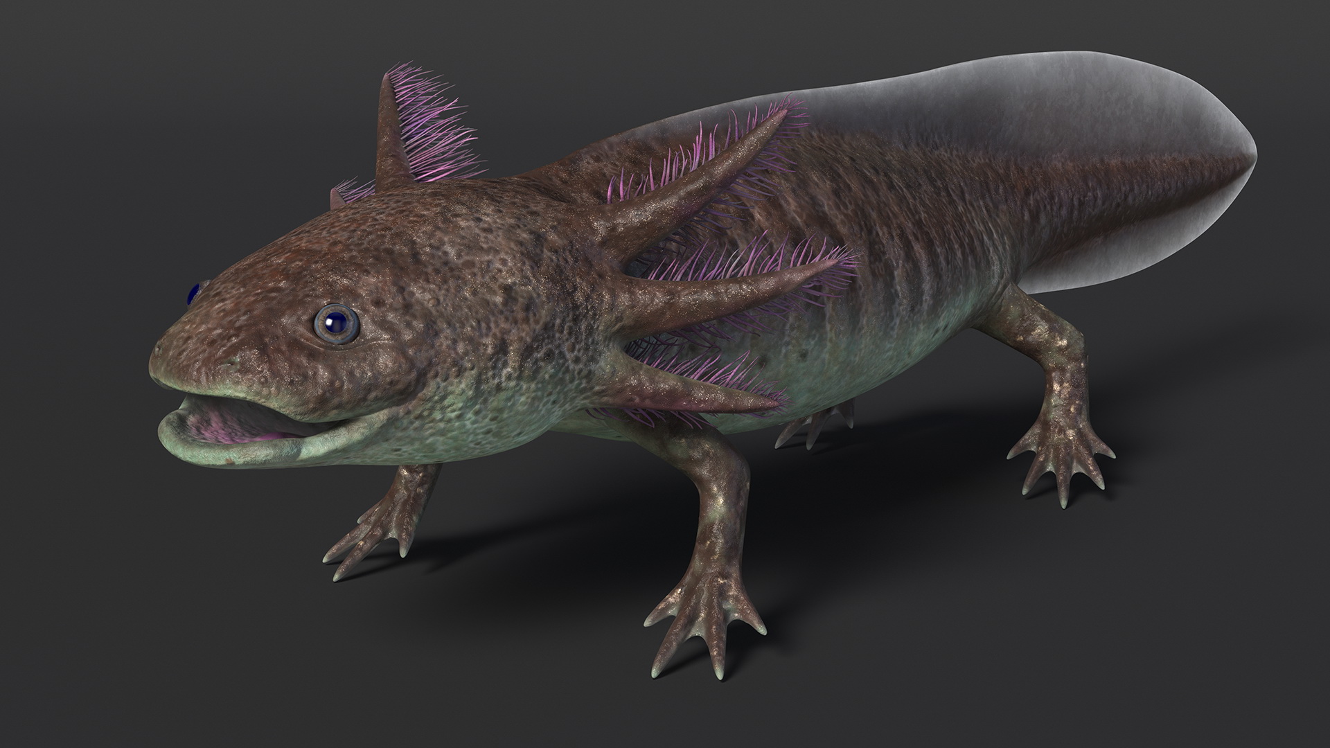 Mexican Brown Axolotl Rigged for Cinema 4D 3D