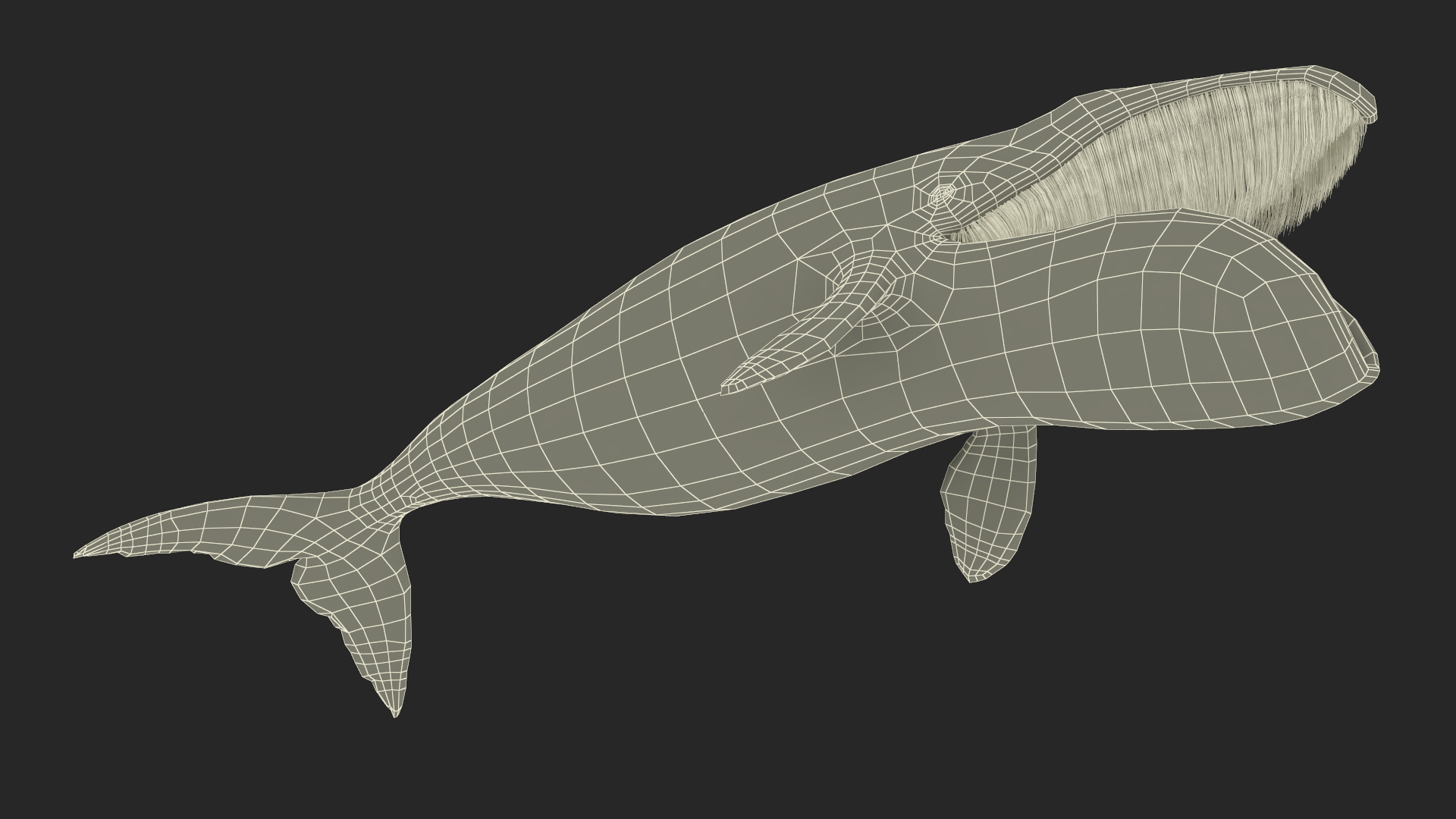 Arctic Bowhead Whale Fur 3D model