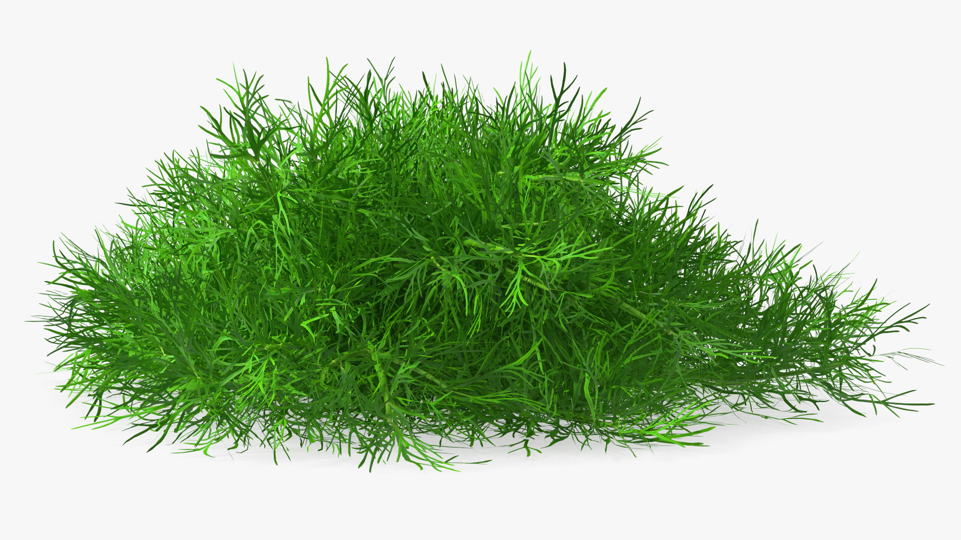 3D model Dill Bunch