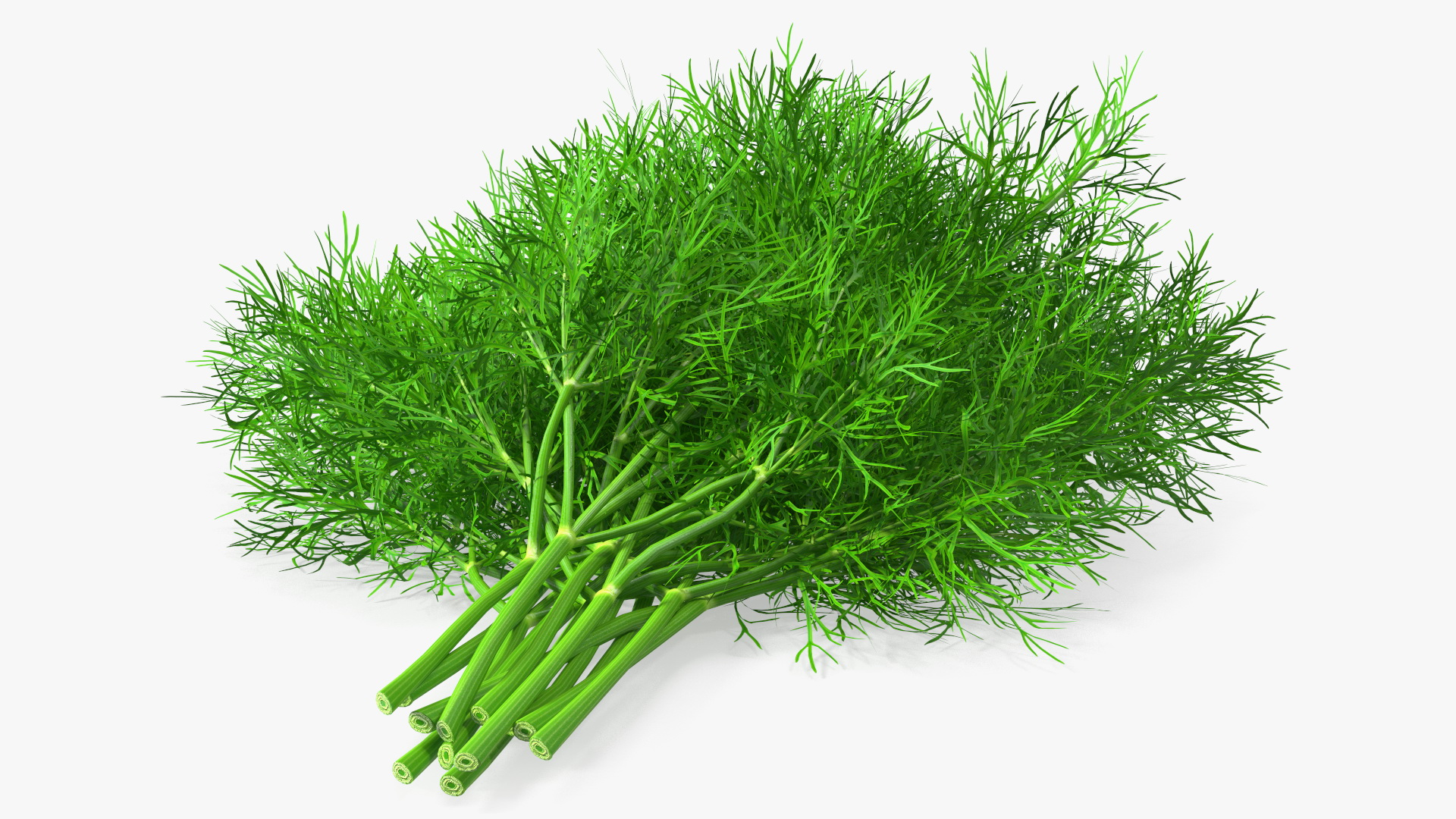 3D model Dill Bunch