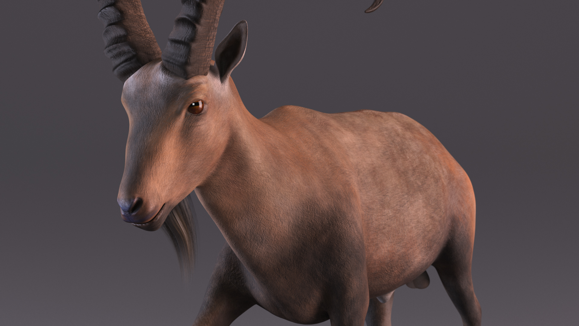 Alpine Ibex in Walking Pose 3D