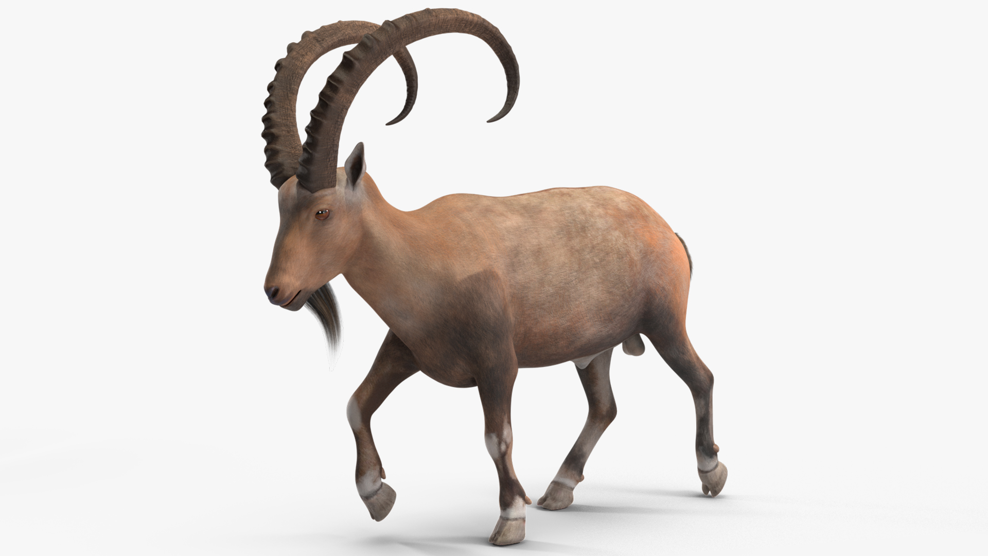 Alpine Ibex in Walking Pose 3D