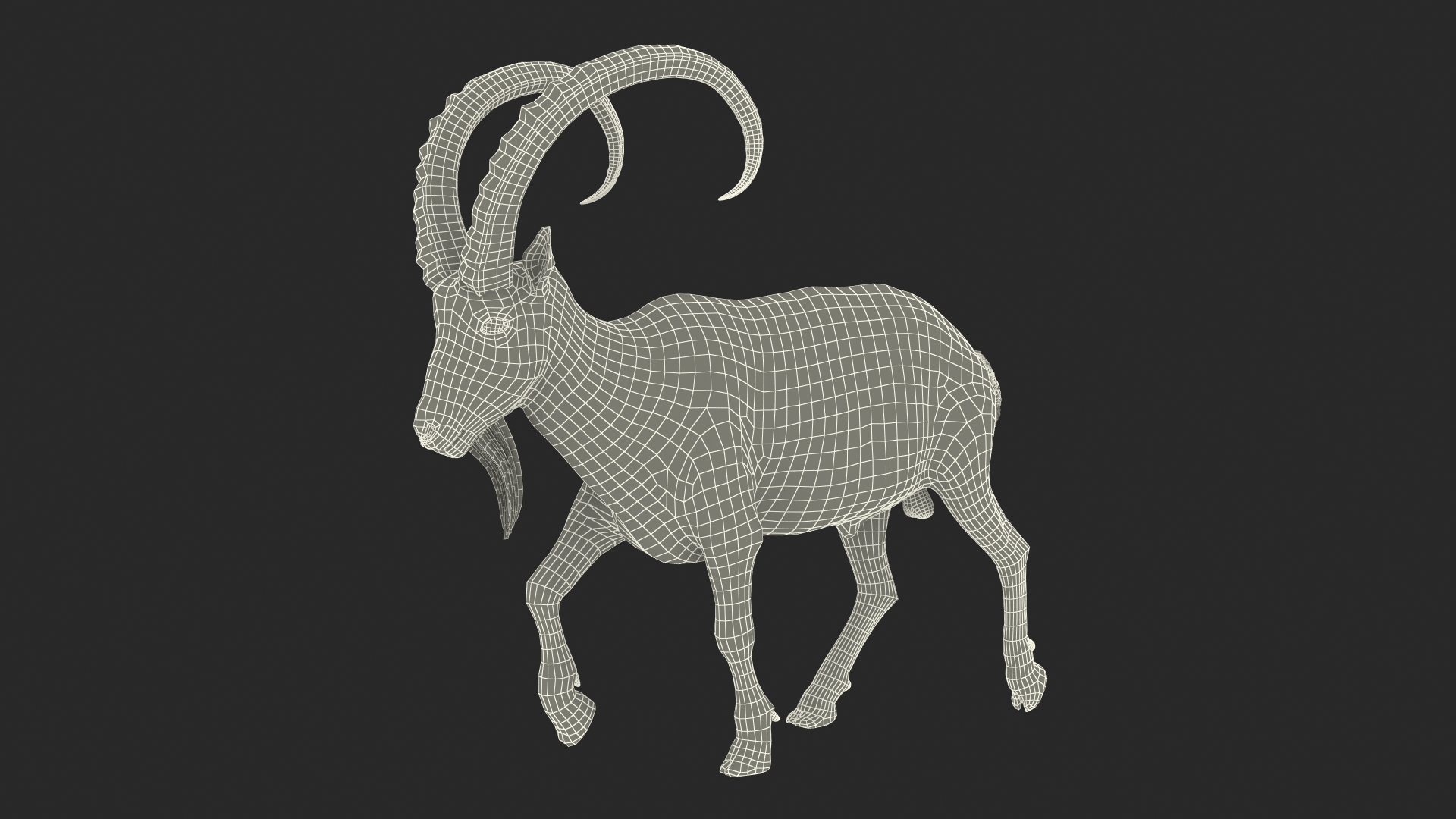 Alpine Ibex in Walking Pose 3D