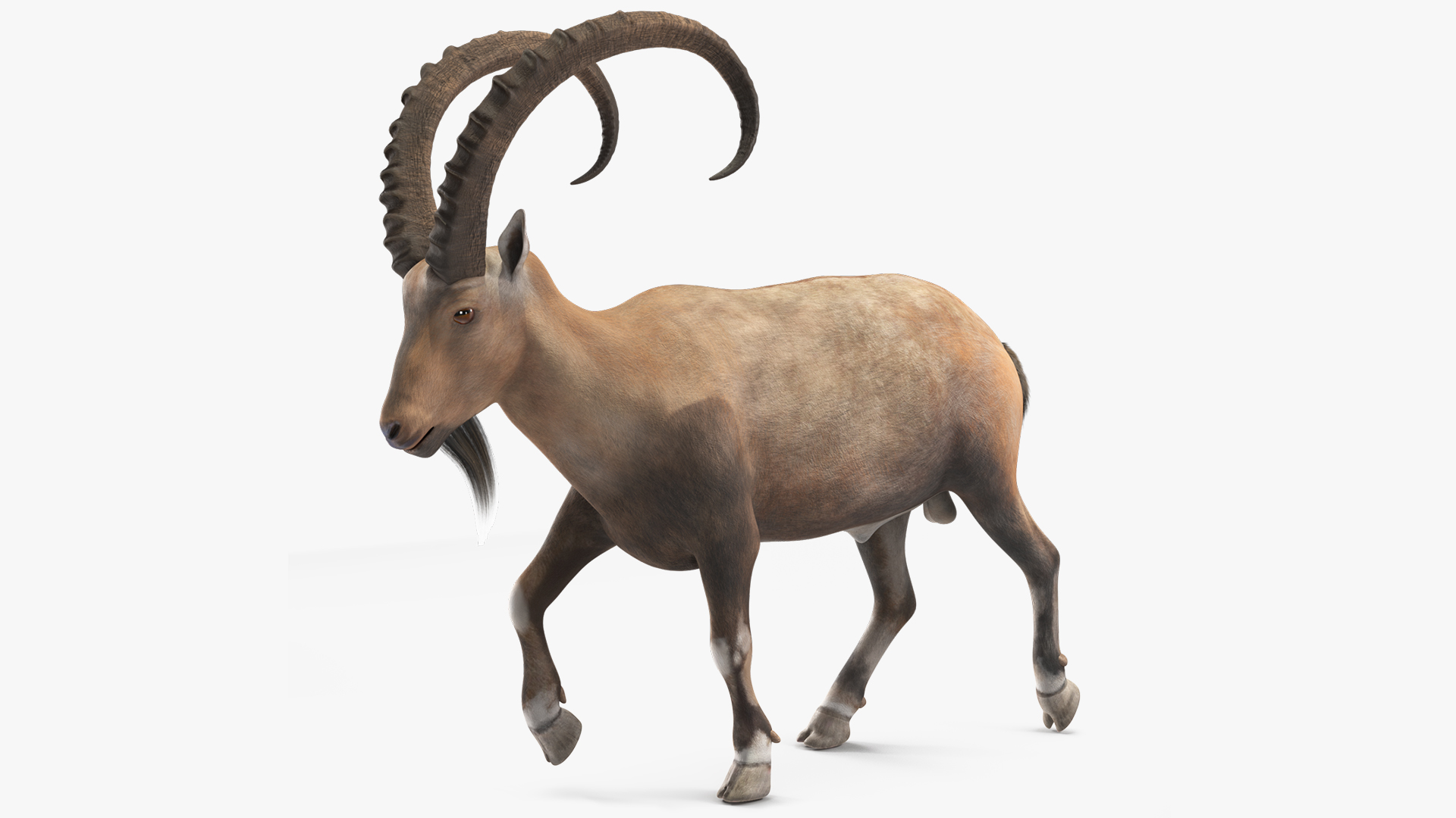 Alpine Ibex in Walking Pose 3D