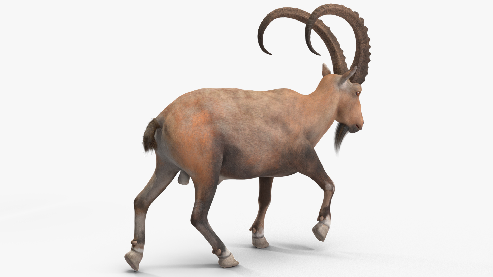 Alpine Ibex in Walking Pose 3D