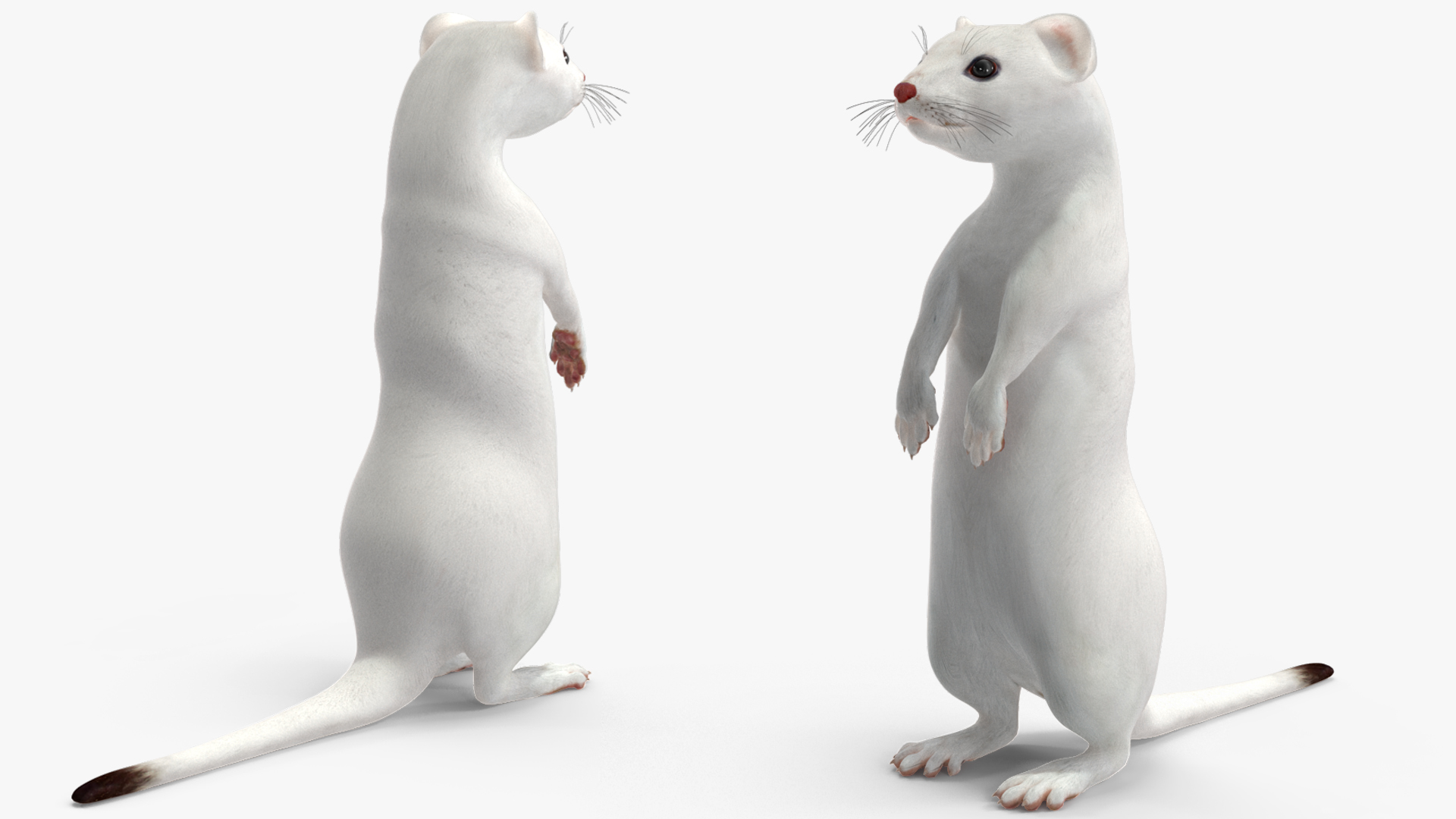 3D Standing White Ermine