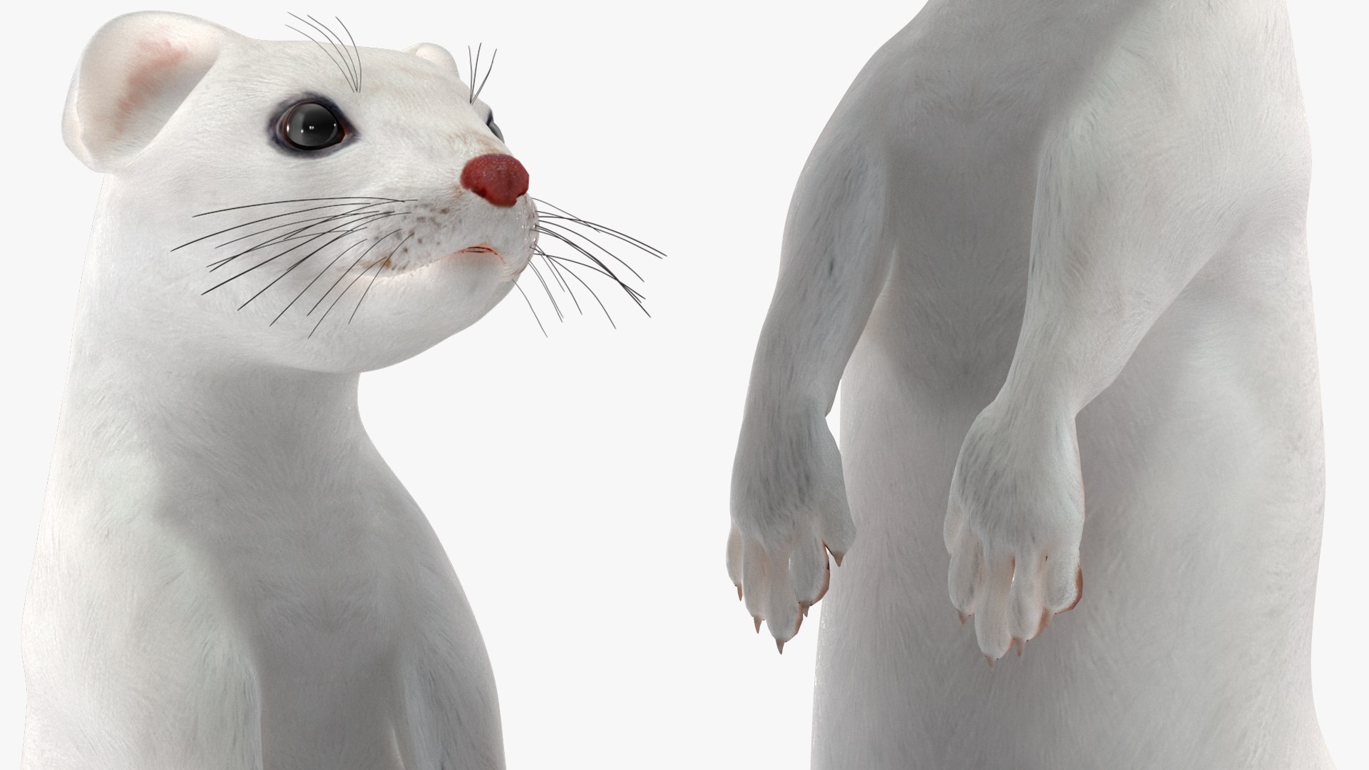 3D Standing White Ermine