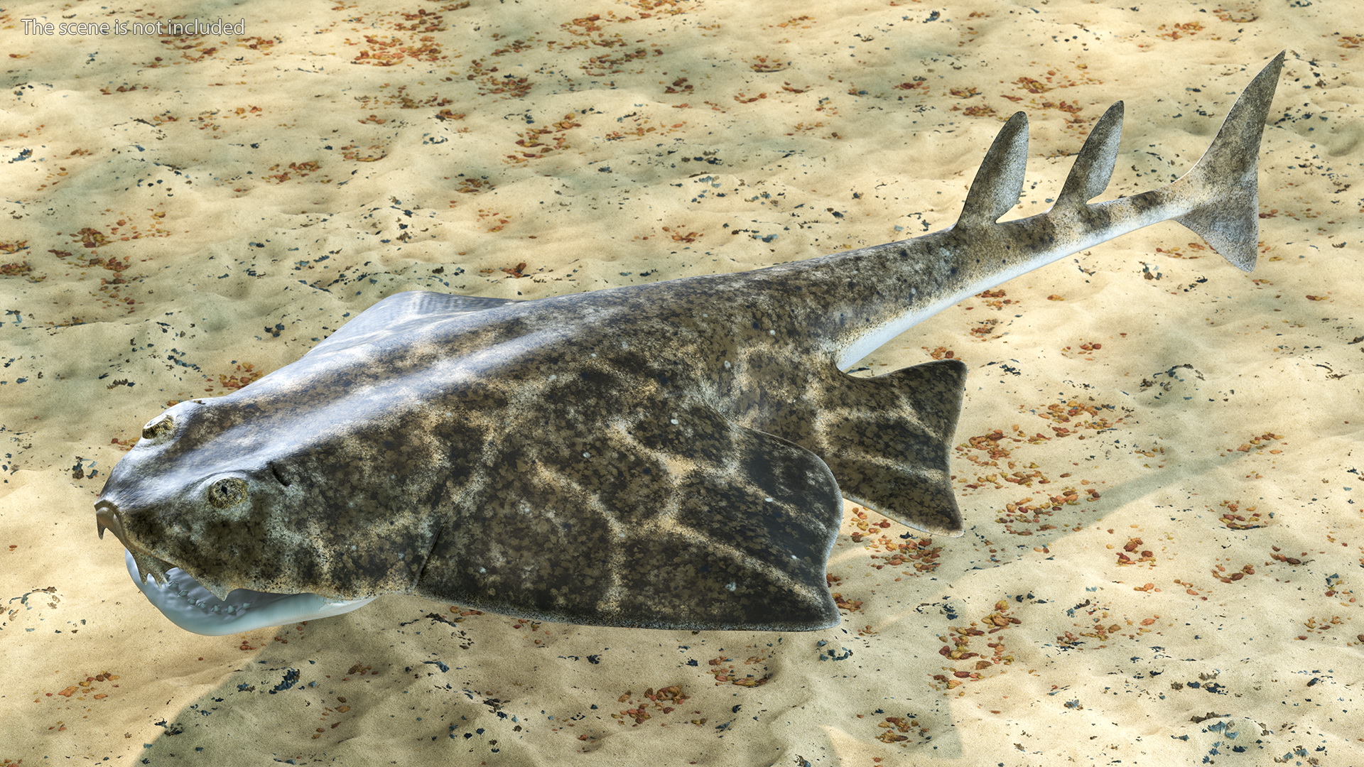 3D Angel Shark Rigged model