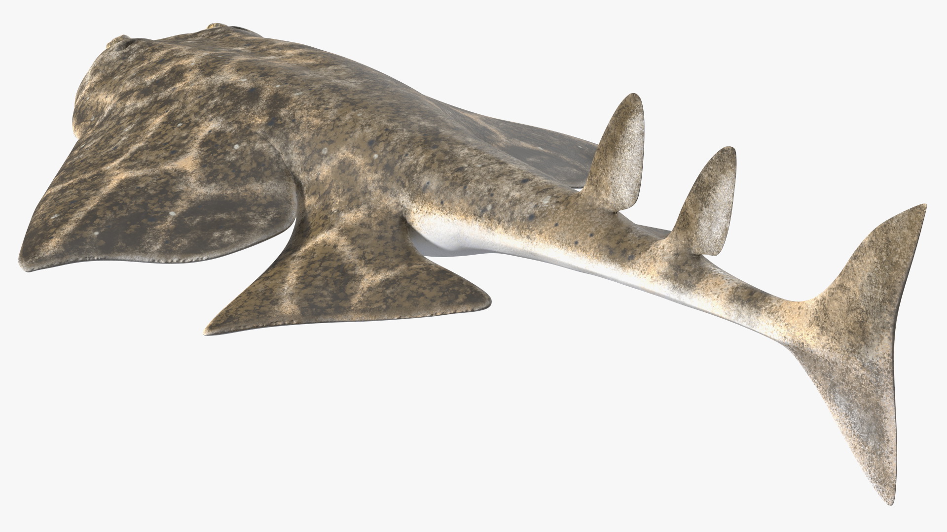 3D Angel Shark Rigged model