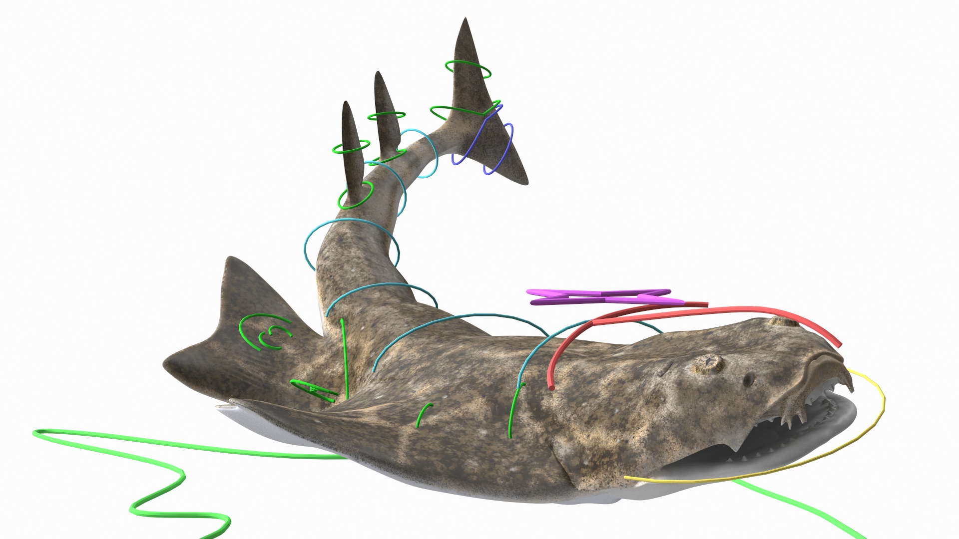 3D Angel Shark Rigged model